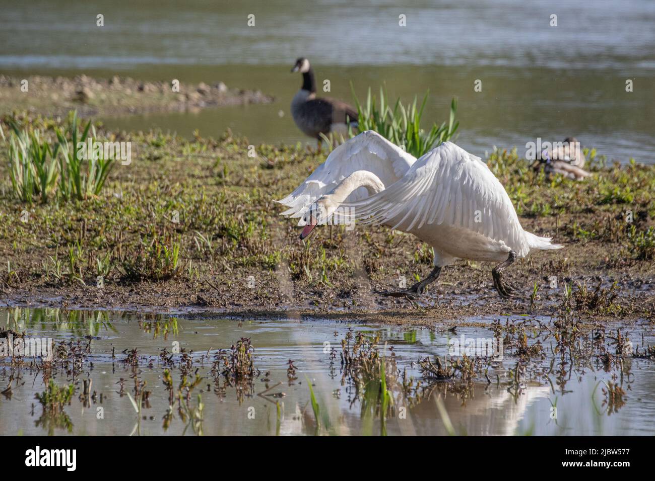 Un cigno muto aggressivo in modalità attacco , difendendo il suo territorio . Suffolk, Regno Unito Foto Stock