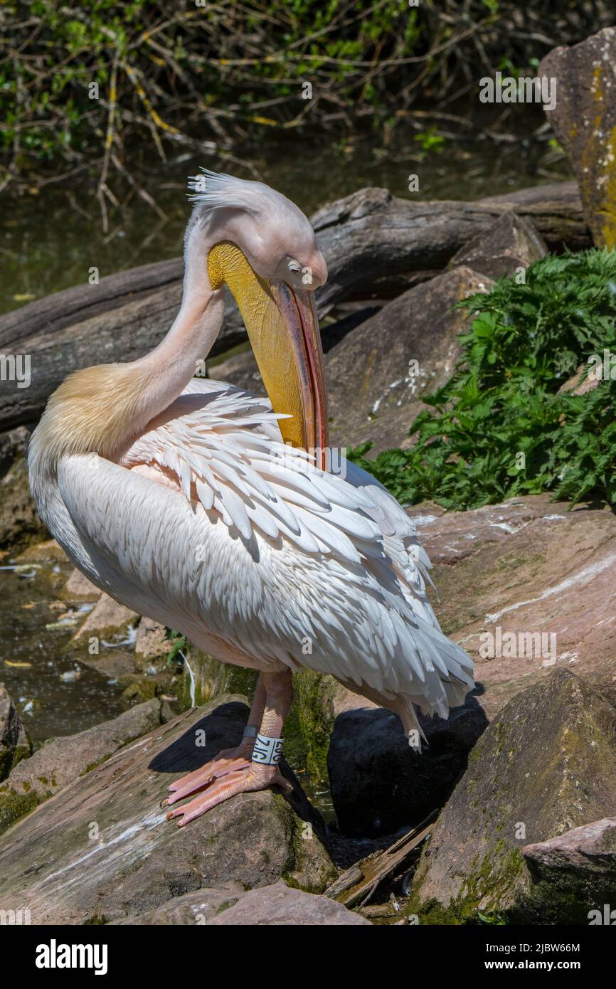 Grande pelican bianco / pelican bianco orientale / pelican rosato (Pelecanus onocrotalus) piume di preening, uccello d'acqua nativo dell'Africa Foto Stock