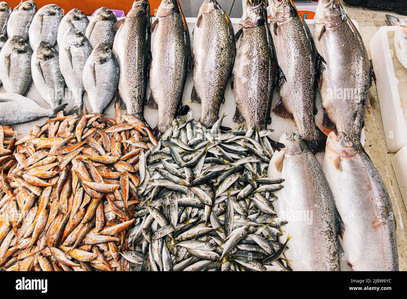 Salmone di mare fresco, Anchovy Fish europeo e Mullus in mostra sul ghiaccio nel negozio del mercato. Pesce di mare sfondo. Il salmone è una specie abbastanza di Foto Stock
