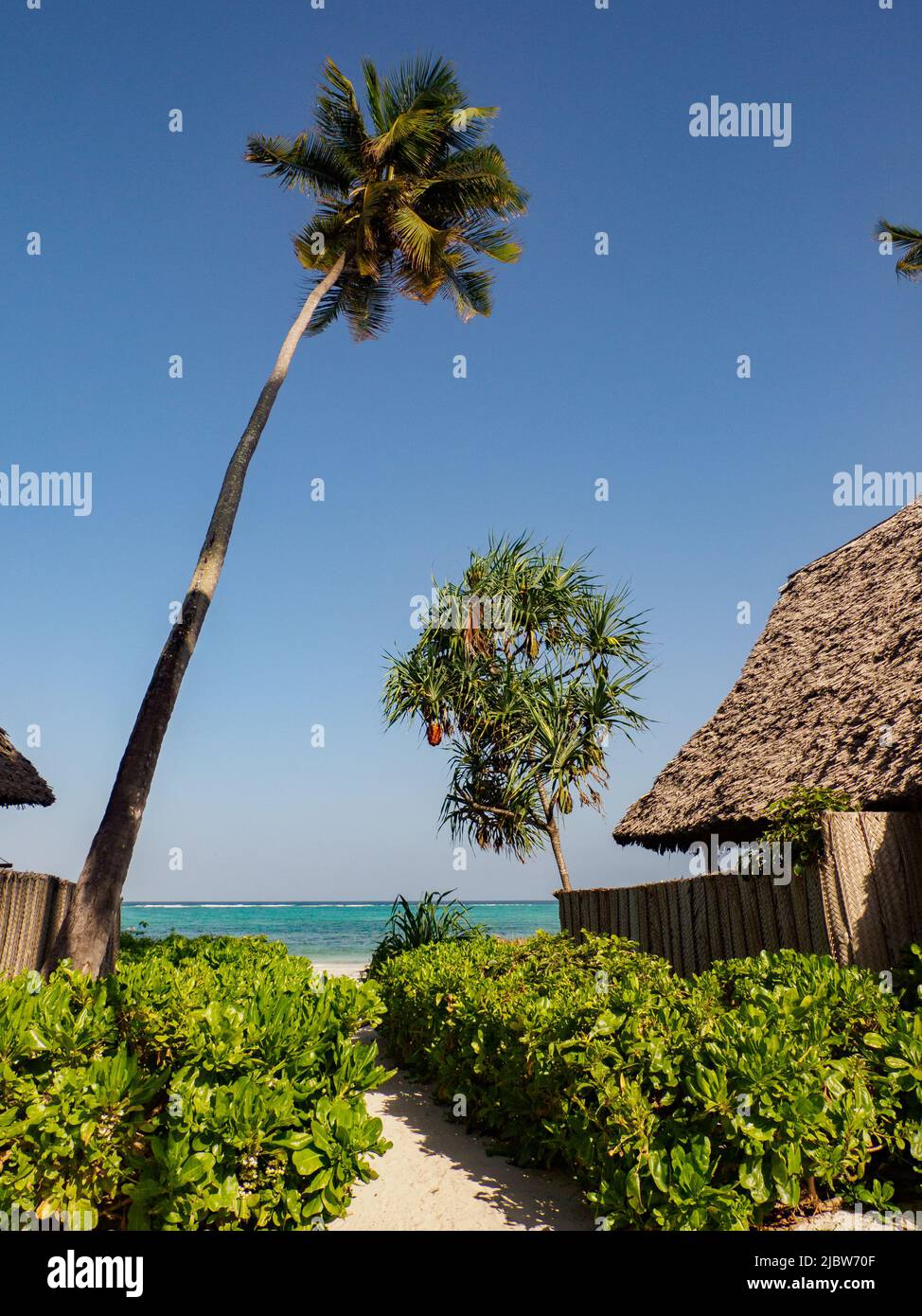 Pandanus e una palma alta e sottile accanto ad una casa di legno sulla spiaggia. Altri nomi includono pandan, palma di abete rosso e pino di lumaca. Quelli trovati in Zanziba Foto Stock