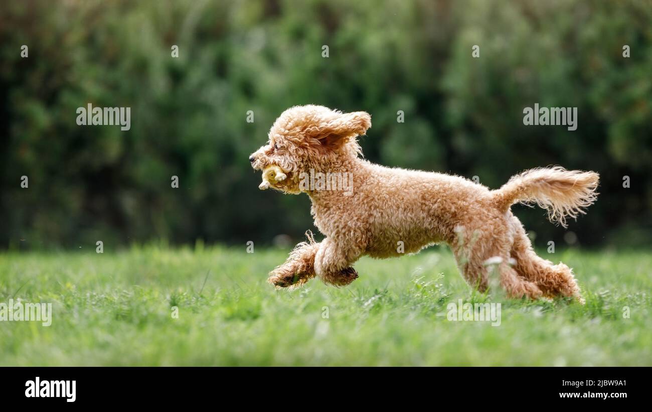 Carino piccolo cane di colore dorato che corre giocosamente sul prato verde nel parco, ha il giocattolo di pollo di gomma in bocca. Foto Stock