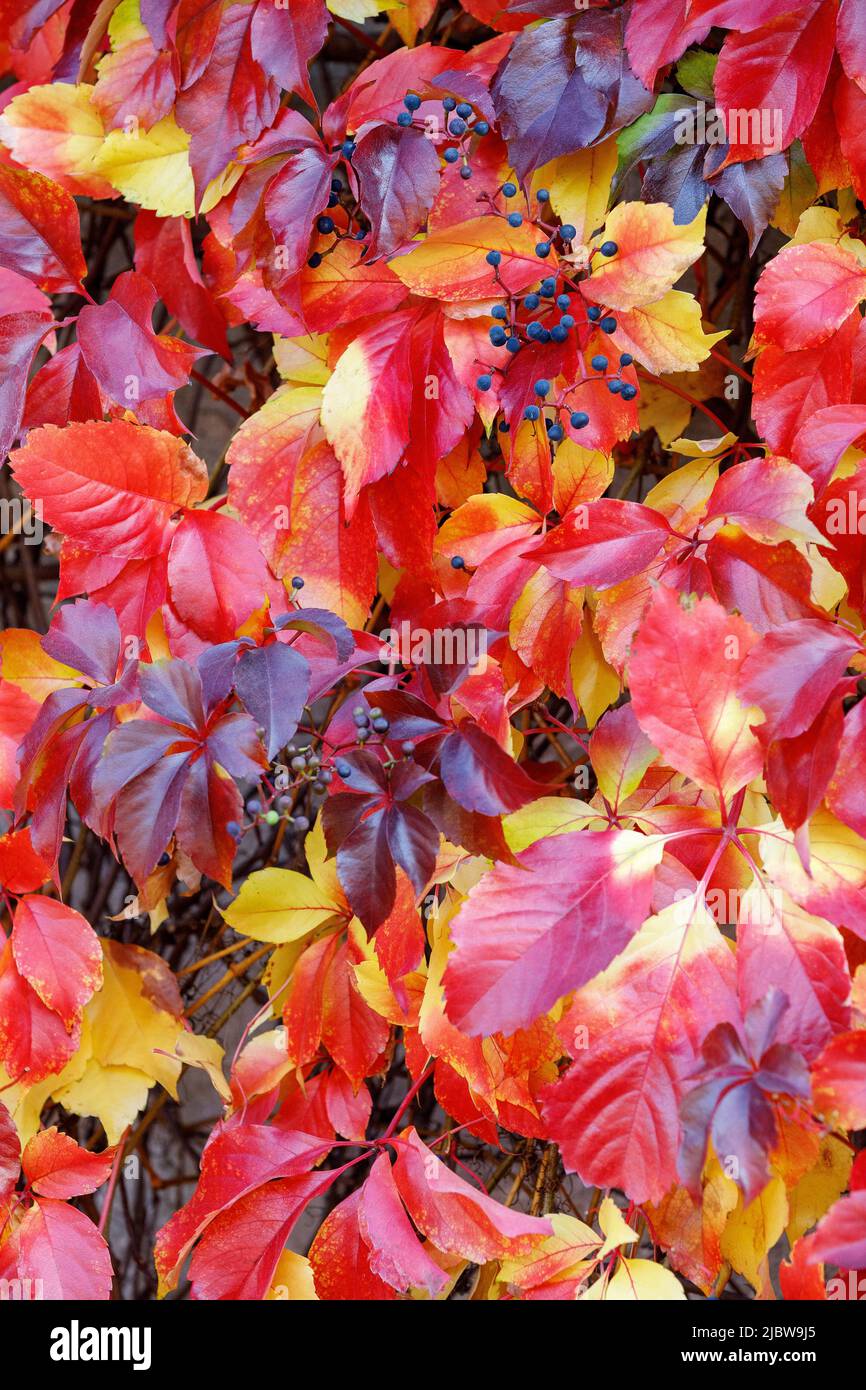 Frutti blu di virginia superriduttore (Parthenocissus quinquefolia) in foglie di piante rosse autunno. Foto Stock
