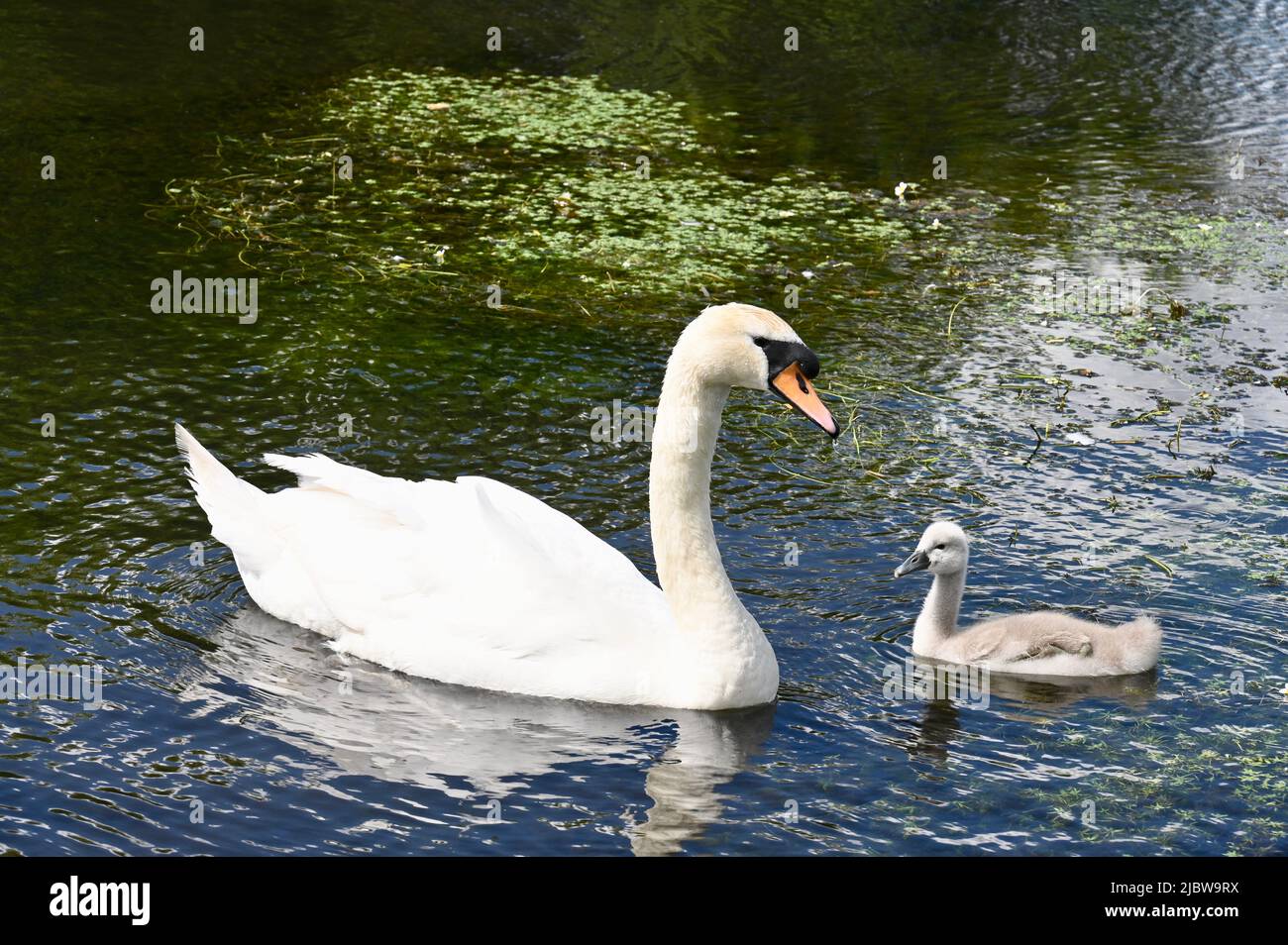 Mute Swan (Cygnus olor) e cygnet, River Cray, Foots Cray Meadows, Sidcup, Kent. REGNO UNITO Foto Stock