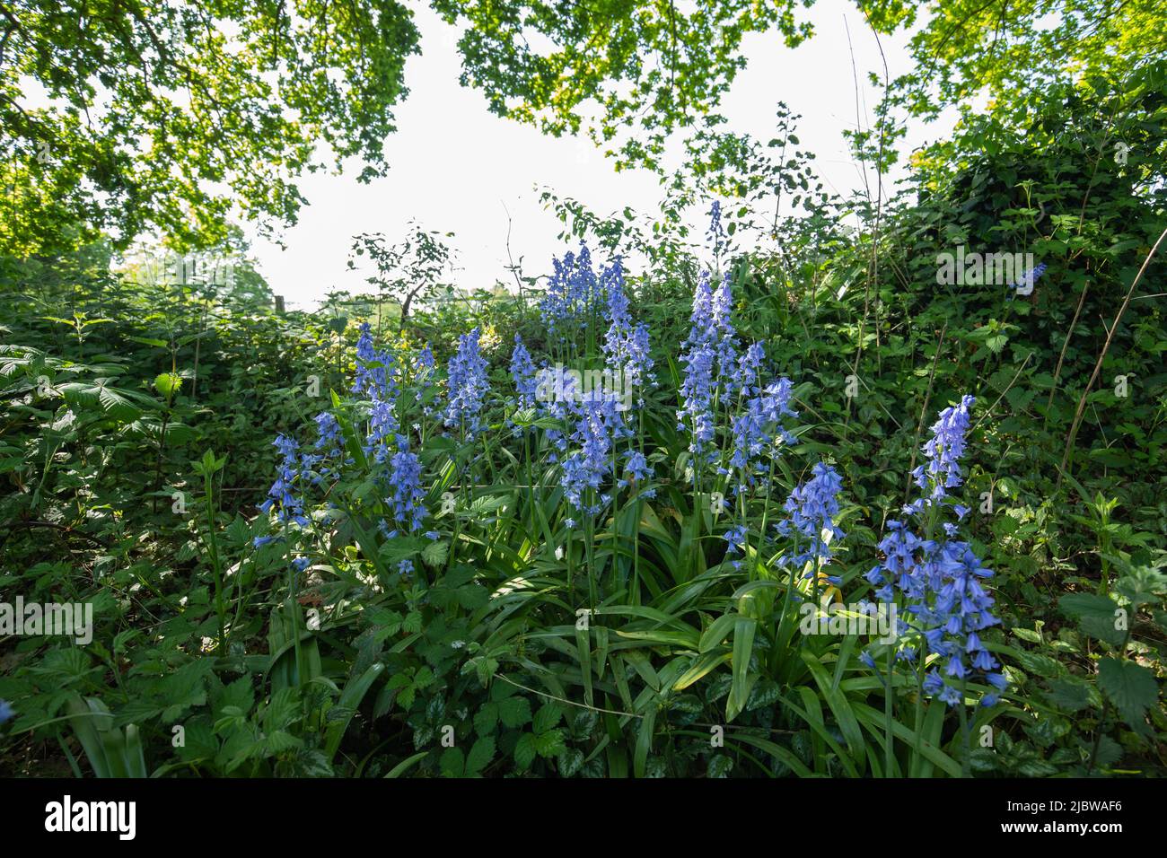 Primo piano di Bluebells, Hyacinthoides hispanica, con belle campane blu complete di foglie e steli in ambiente naturale e fioritura Foto Stock