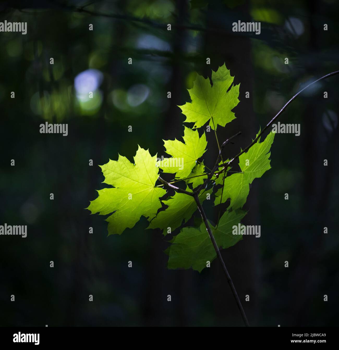 Il sole splende su un albero di acero verde lascia in primo piano su uno sfondo scuro sfocato in estate nella contea di Lancaster, Pennsylvania Foto Stock