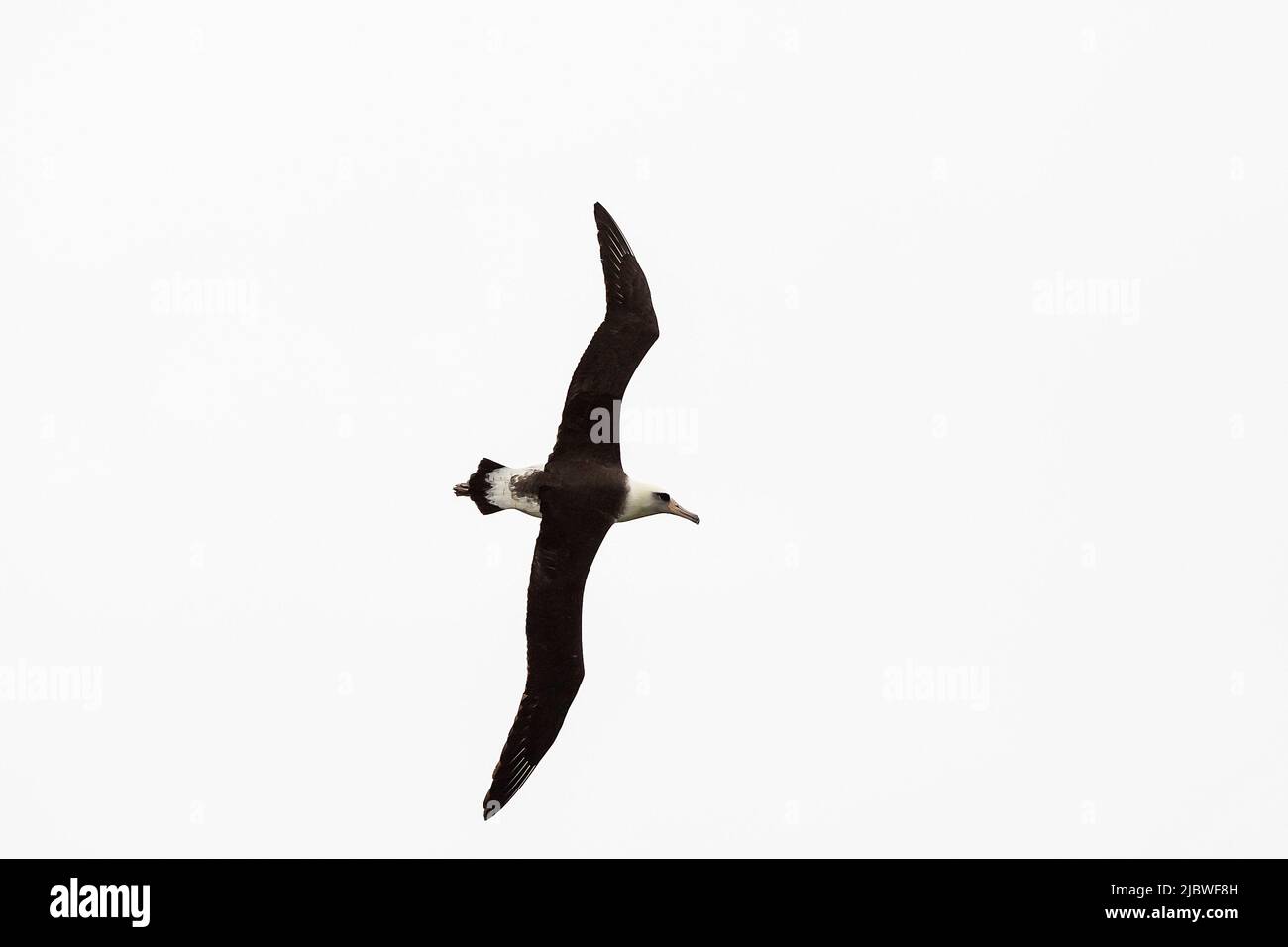 Laysan Albatross, Oahu, Hawaii Foto Stock