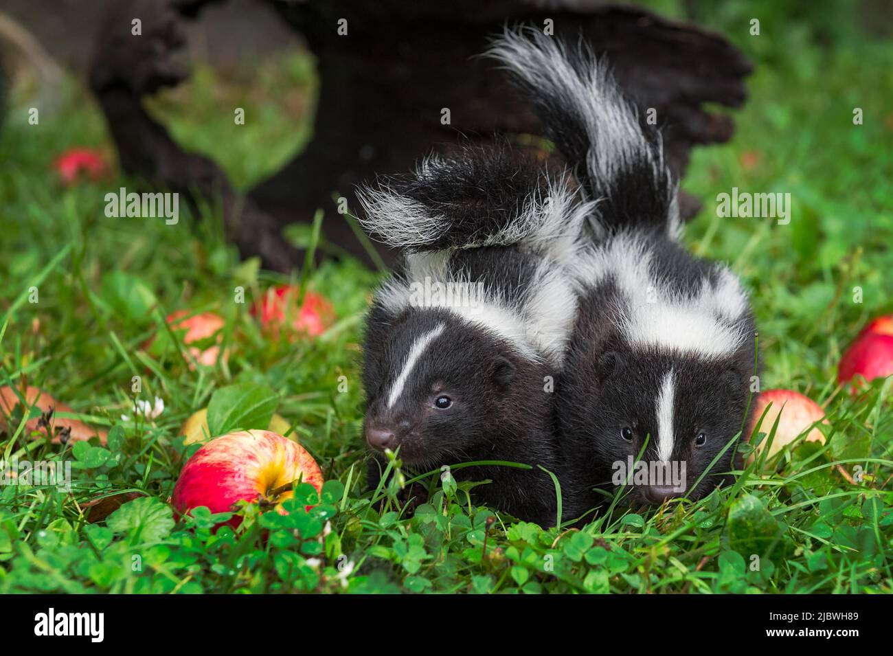 Striped Skunk (Mephitis mephitis) Kit in Erba Tails insieme Estate - Captive Animali Foto Stock