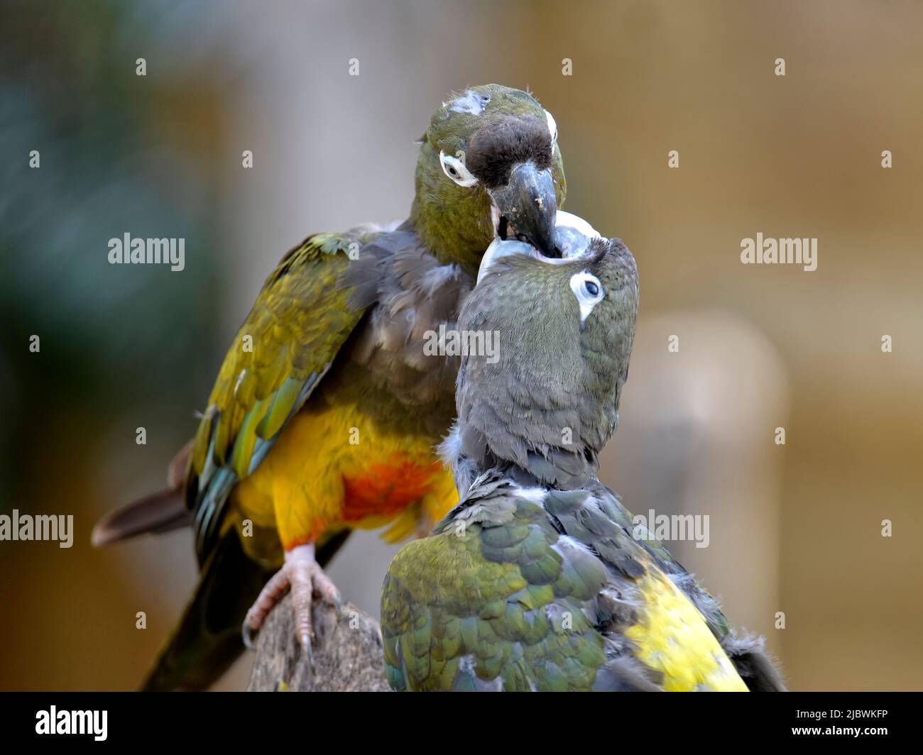 Due pappagalli di Burrowing (Cyanoliseus patagonus) si aggirano l'un l'altro Foto Stock
