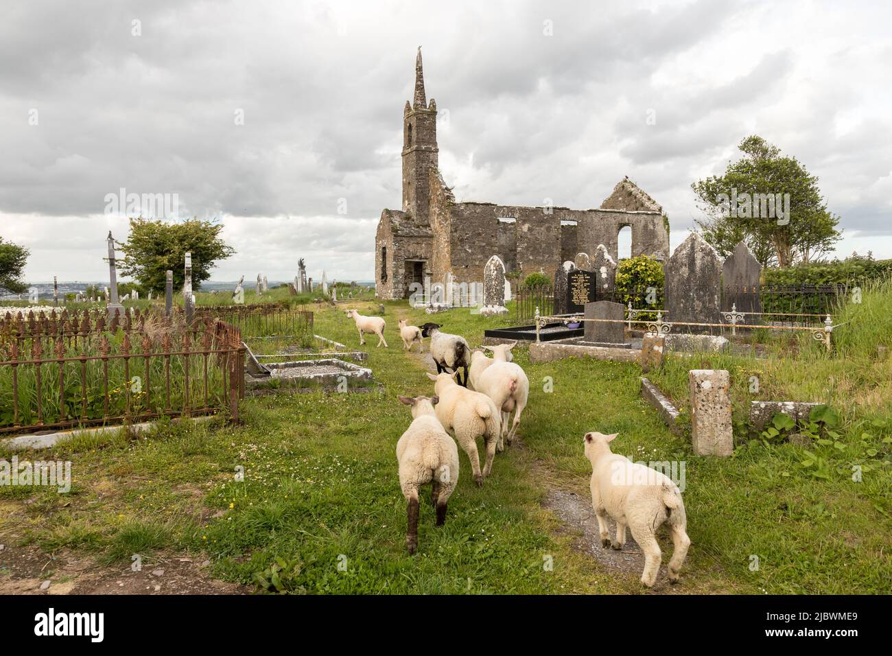 Templebreedy, Crosshaven, Cork, Irlanda. 08th giugno 2022. Le pecore arrivano al cimitero e aiuteranno con l'erba coltivata e con i volontari locali che hanno intrapreso il compito di liberare il cimitero. - Credit; David Creedon / Alamy Live News Foto Stock