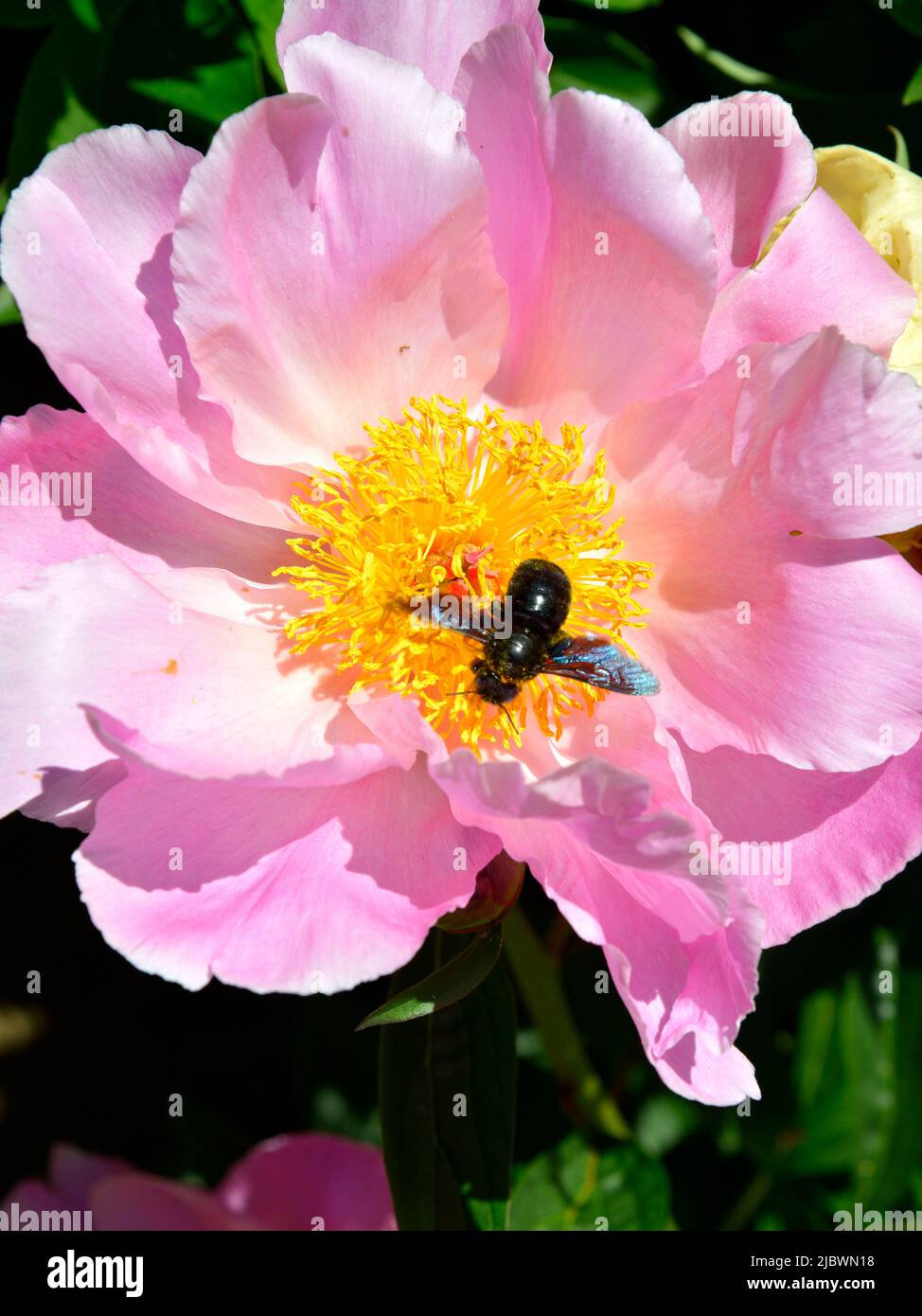 Macro di bumblebee (Bombus) alimentazione su peonie cinese rosa (Paeonia lactiflora) Foto Stock