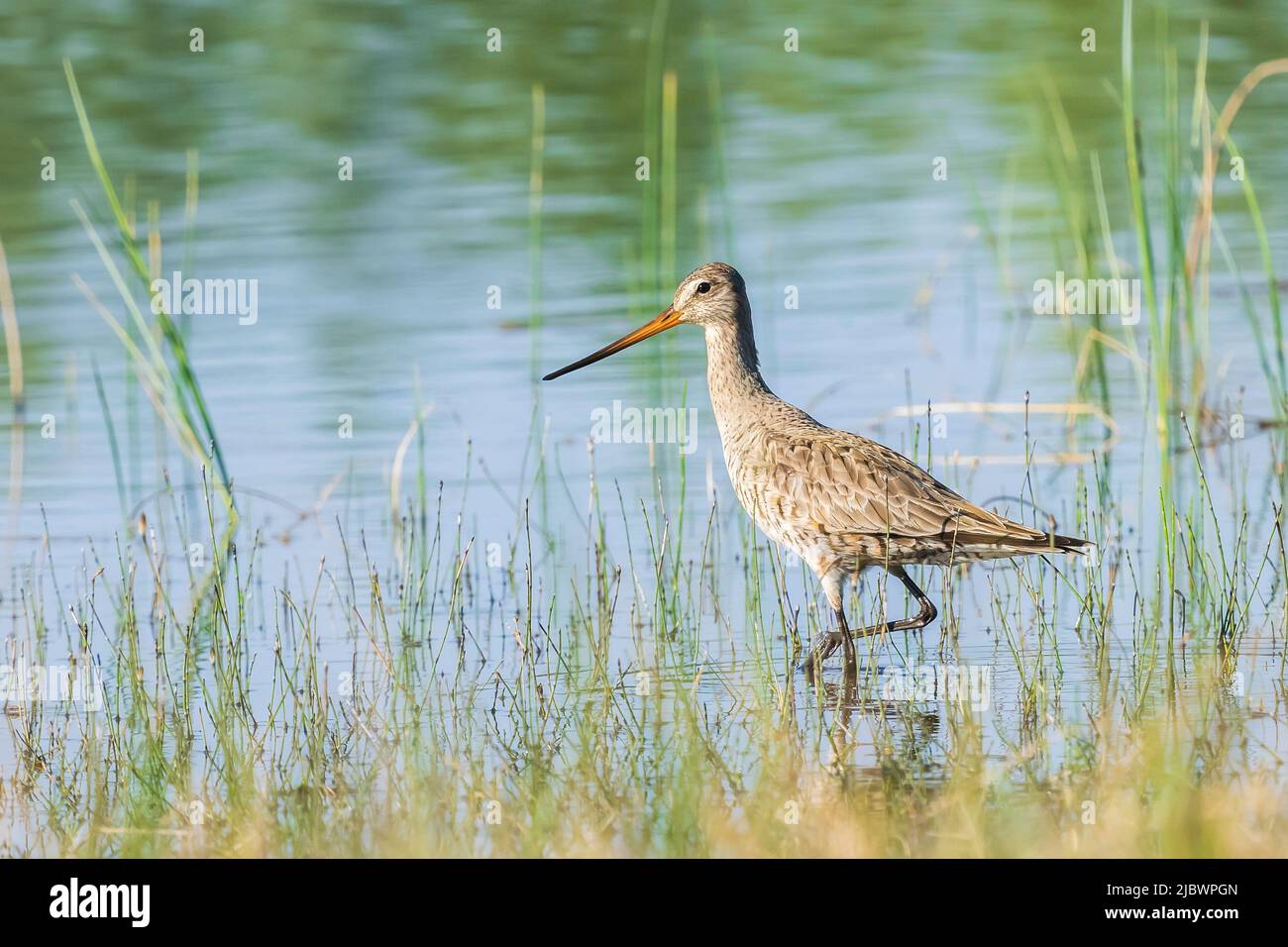 Un Godwit Hudsonian in Alaska Foto Stock