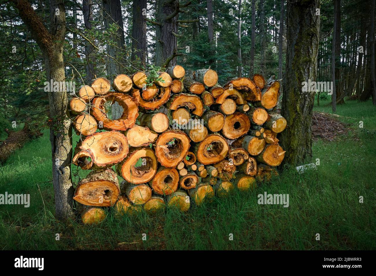 Legna da ardere, pelo di legno Foto Stock