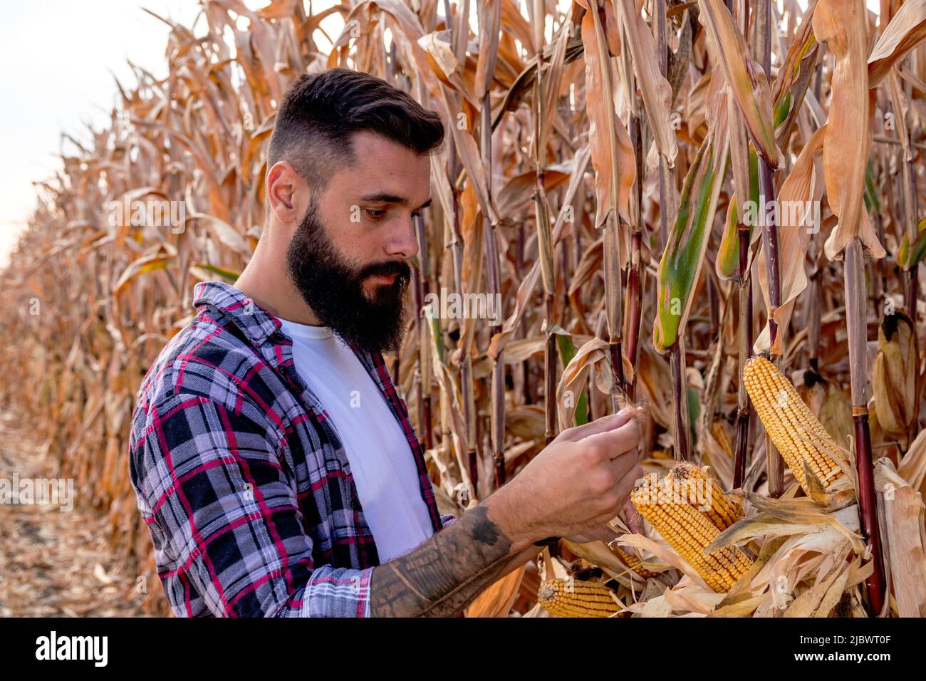 Coltivatore o agronomo in piedi in un campo di mais esaminando e stimando la resa del grano maturo d'oro prima del raccolto. Foto Stock