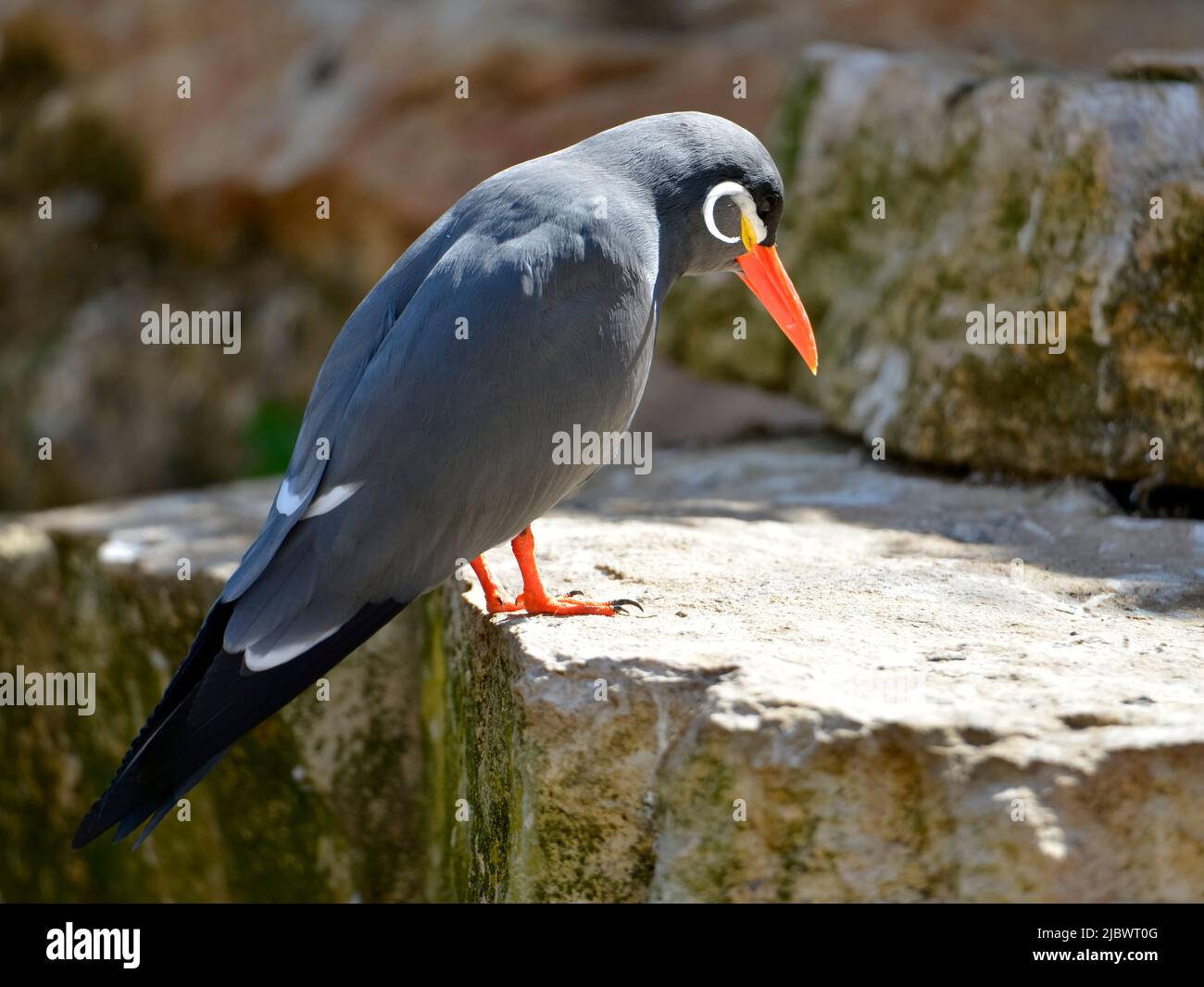 Terna Inca (Larosterna inca) sulla roccia e vista dall'alto Foto Stock