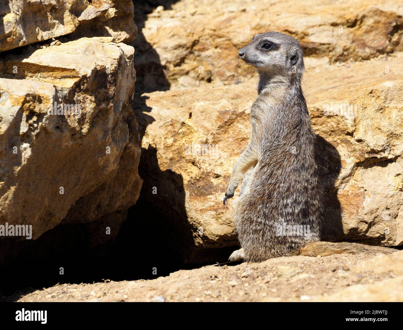 Primo piano di un meerkat o suricato (Suricata) in posizione di osservazione tra le rocce Foto Stock