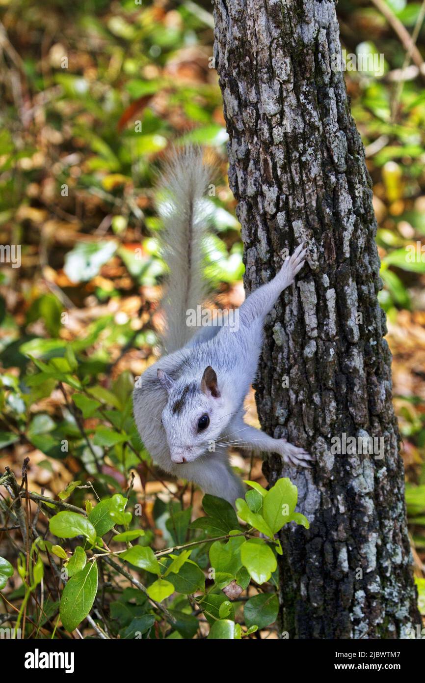 Bella mutazione genetica, unico scoiattolo bianco sul tronco dell'albero all'Ochlockonee River state Park in Florida Foto Stock