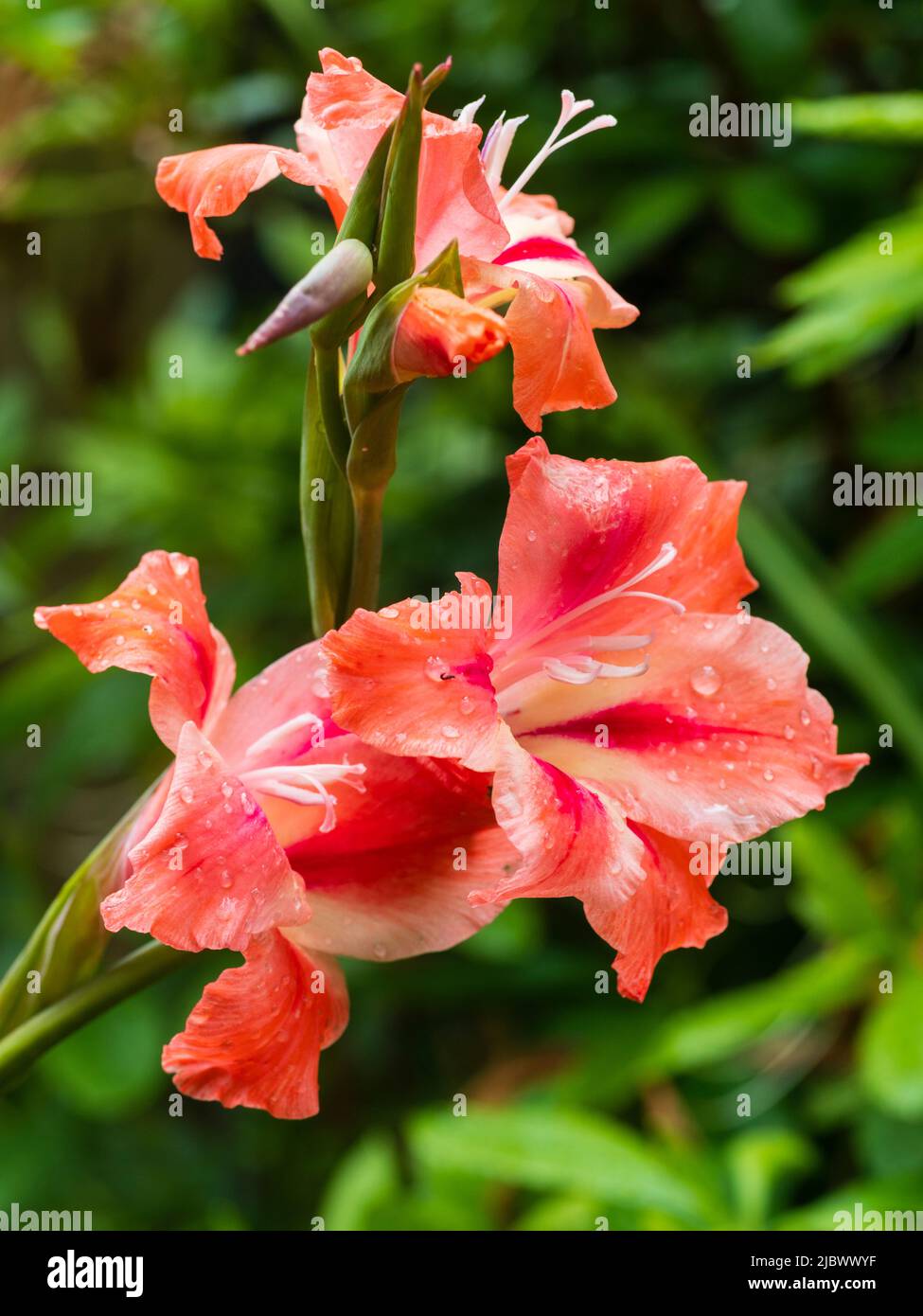 Fiori rosa e rosso del cormo ardito fiorente della prima estate, Gladiolus nanus 'Nathalie' Foto Stock