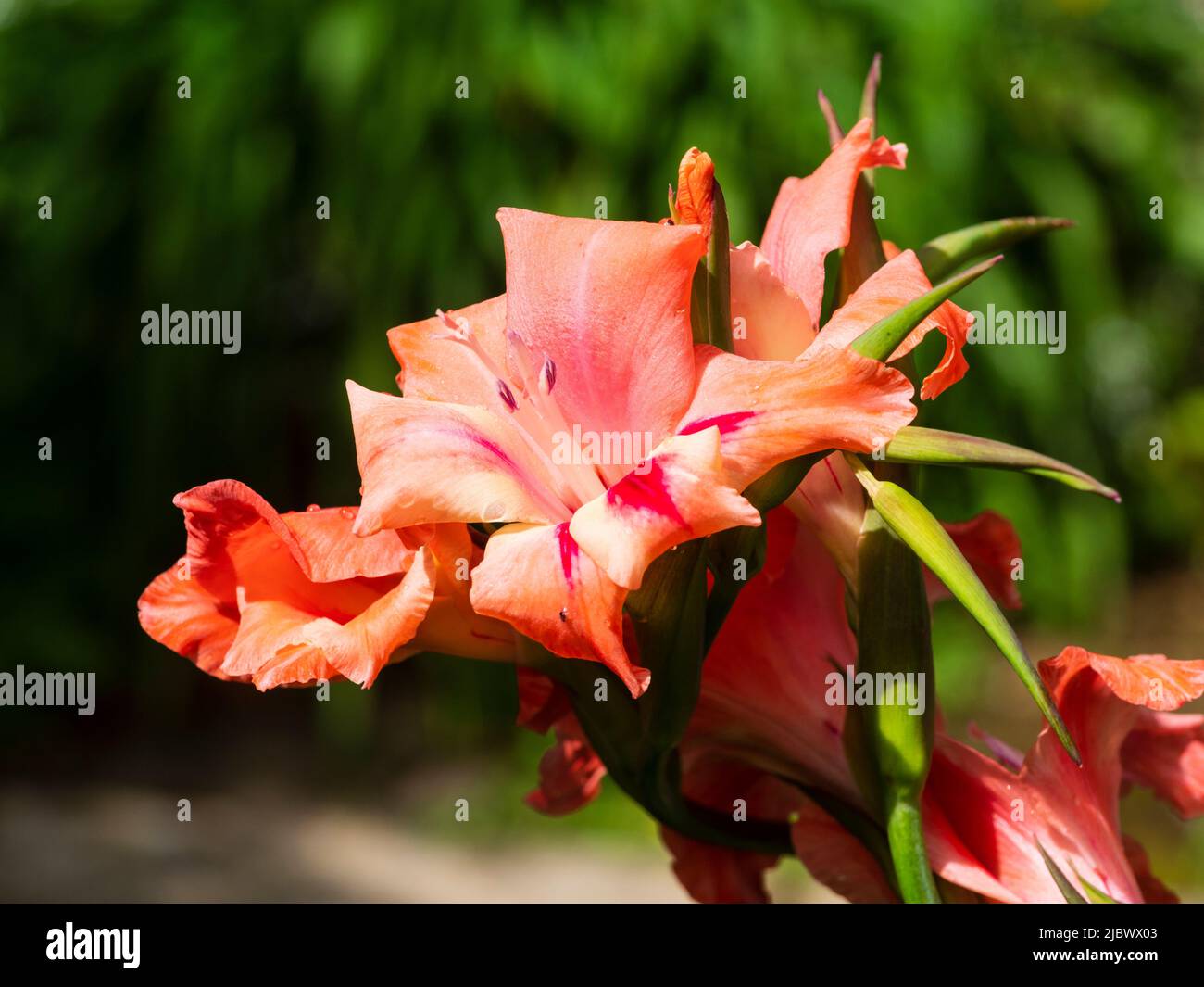Fiori rosa e rosso del cormo ardito fiorente della prima estate, Gladiolus nanus 'Nathalie' Foto Stock