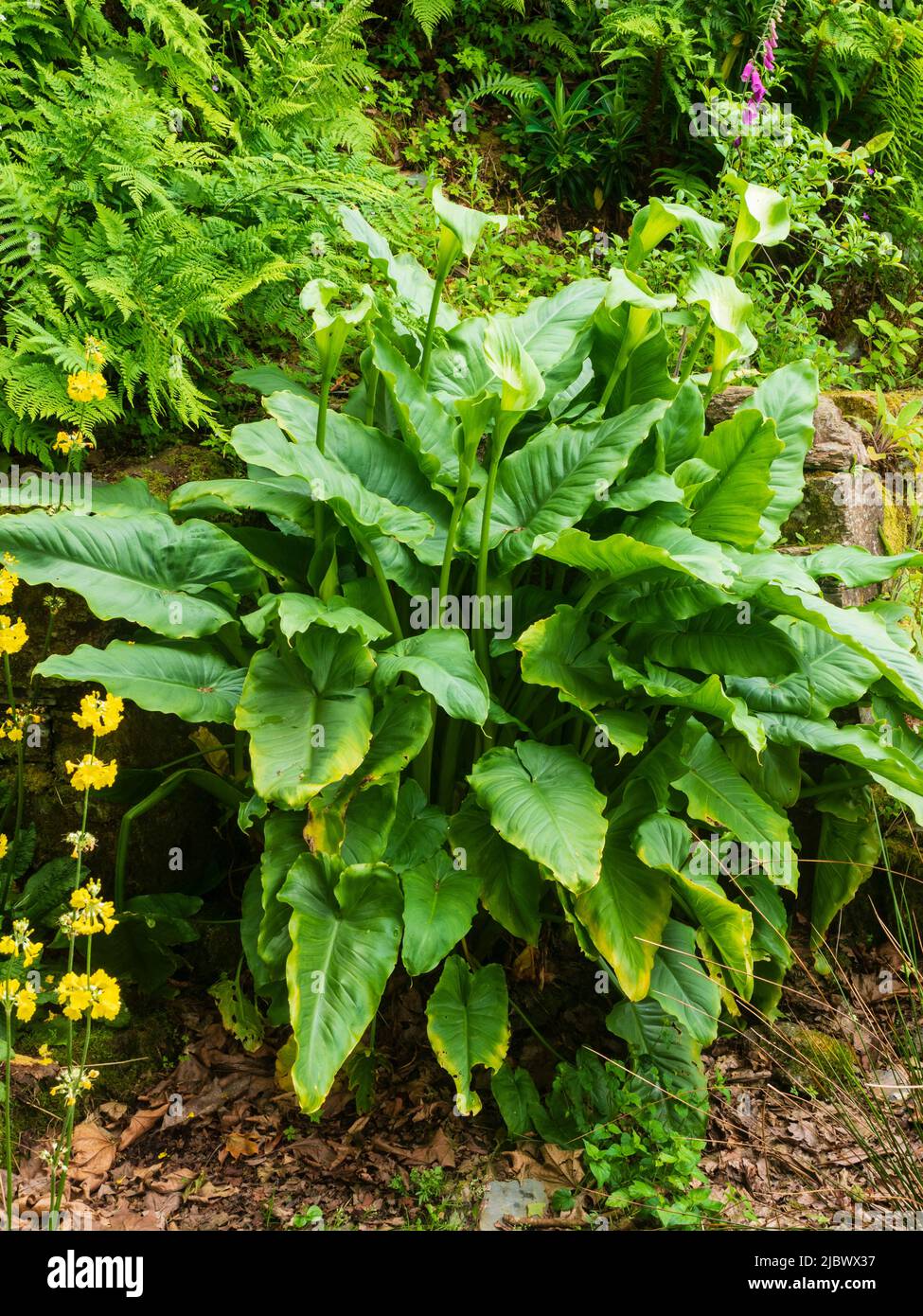 Grandi foglie del giglio di calla semidolente, verde e bianco, Zantedeschia aethiopica 'Dea Verde' Foto Stock