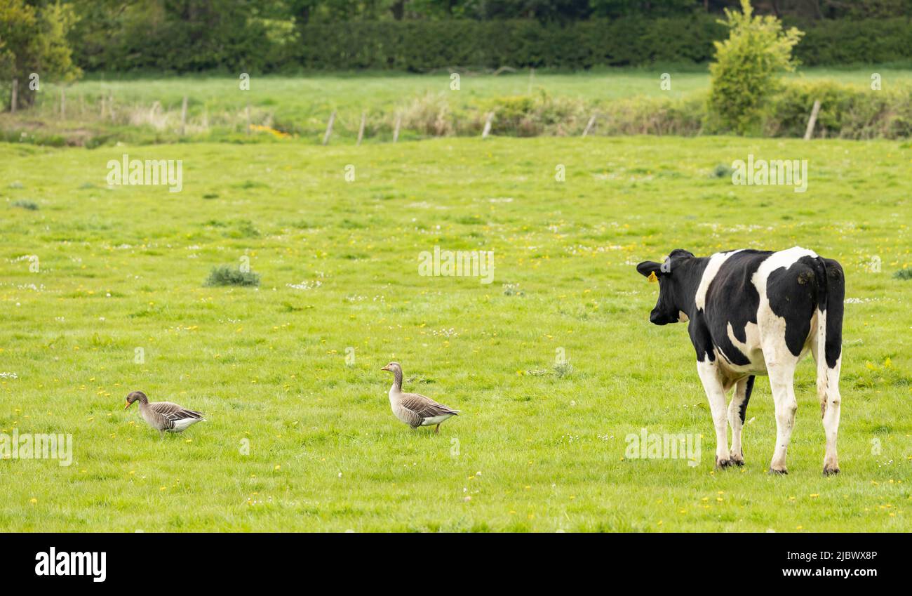 singola vacca bianca e nera che interagisce con due oche grigie lag in un campo verde Foto Stock