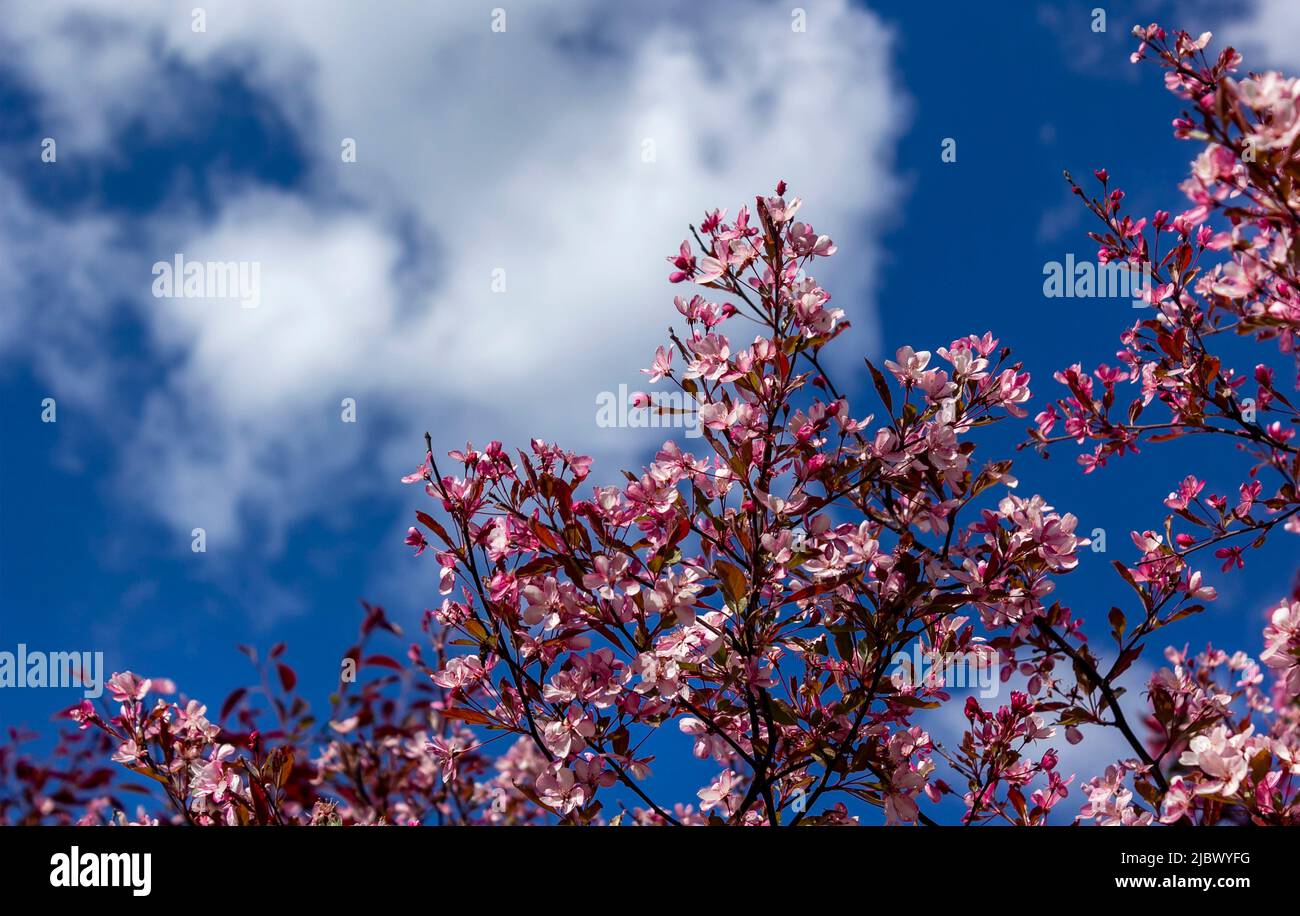 Fuoco selettivo di bellissimi rami di fiori rosa di ciliegia sull'albero sotto il cielo blu, bellissimi fiori Sakura durante la stagione primaverile nel parco, F. Foto Stock