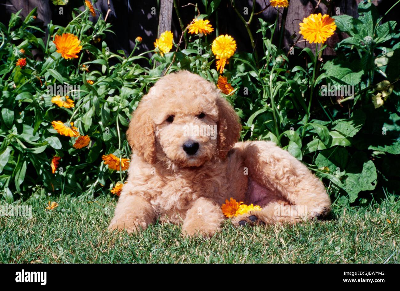 Un cucciolo di Labradoodle sull'erba Foto Stock