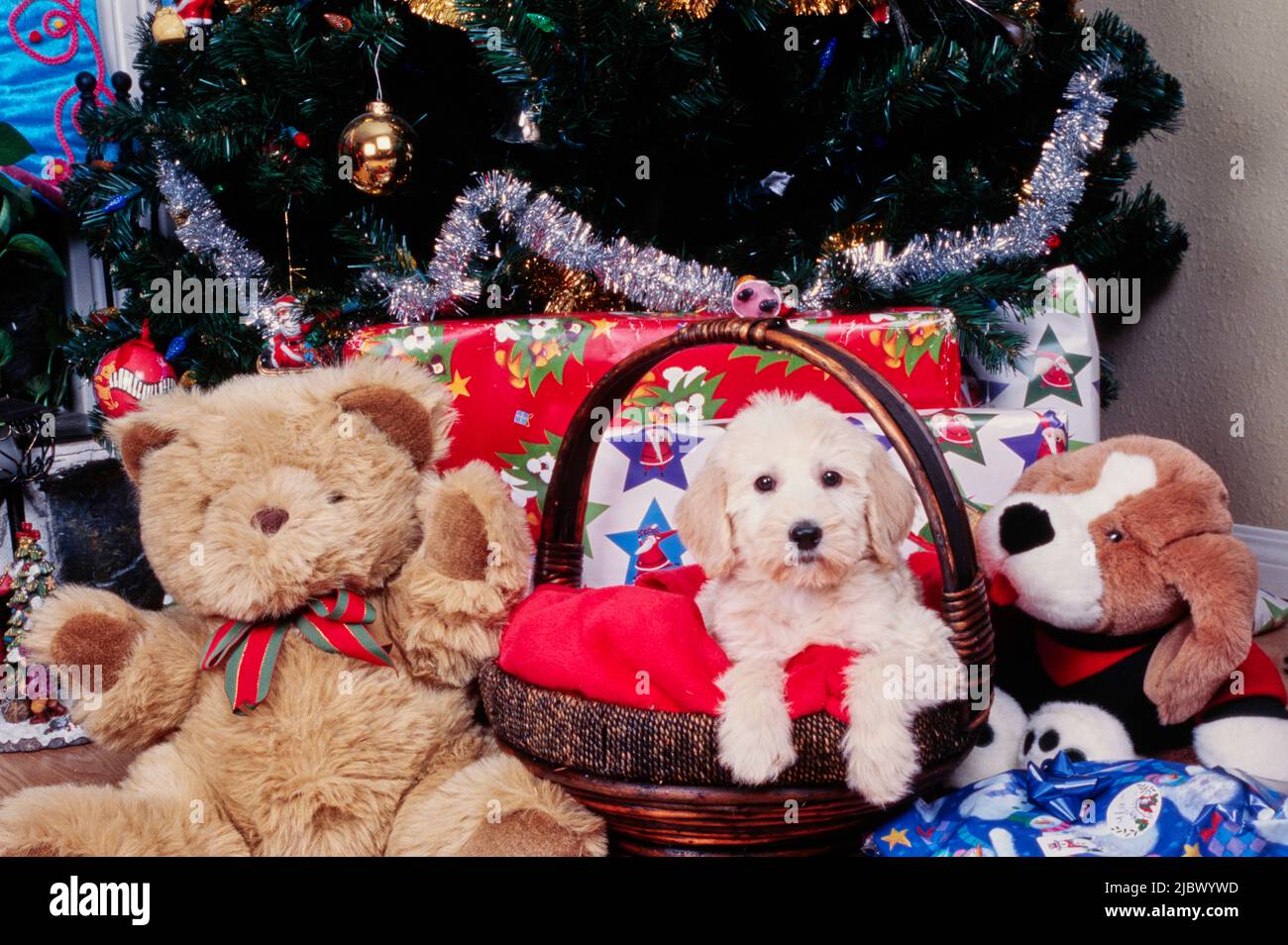 Un cucciolo di Labradoodle in un cestino sotto un albero di Natale Foto Stock