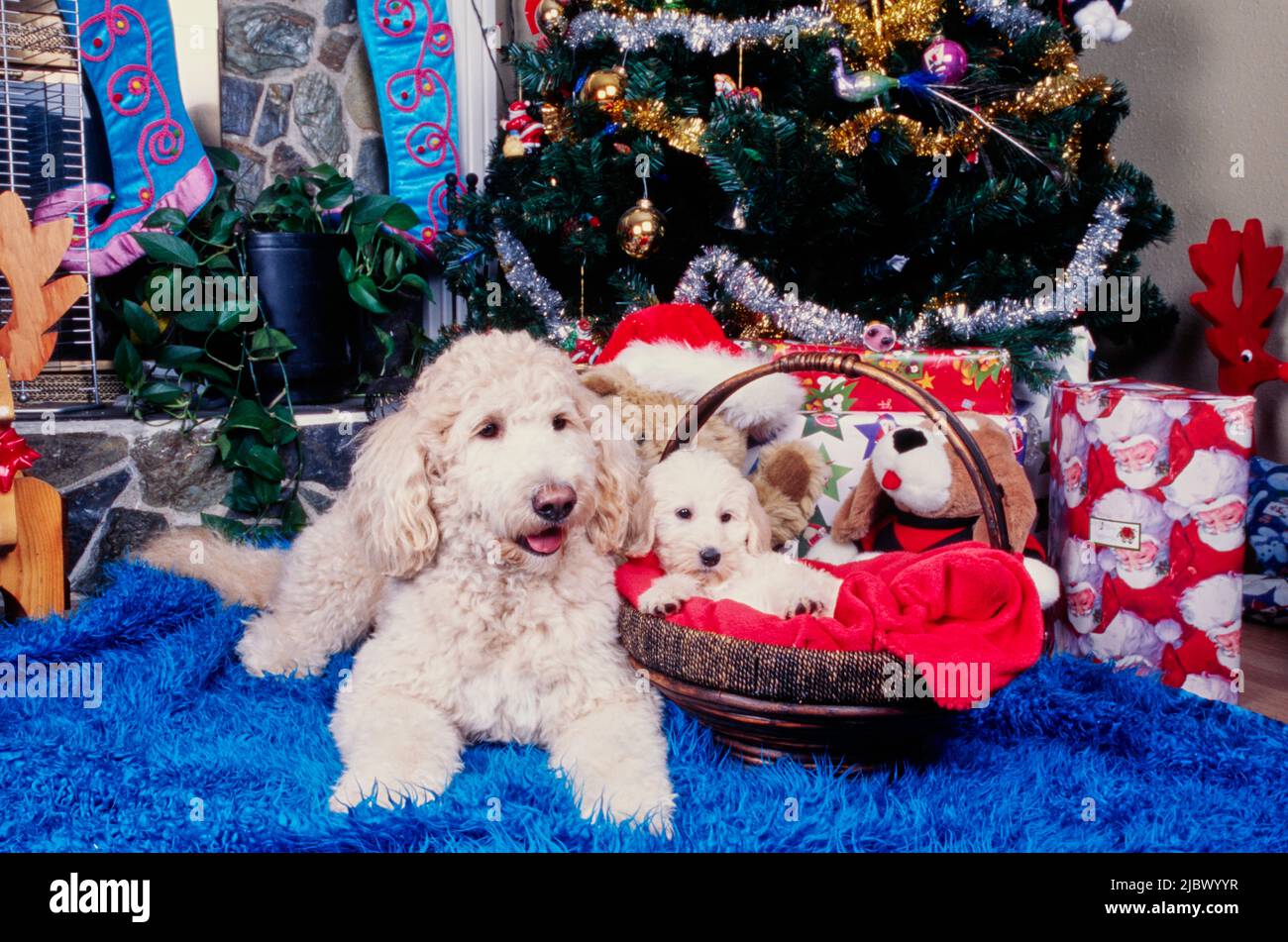 Un Labradoodle e un cucciolo Labradoodle sotto un albero di Natale Foto Stock