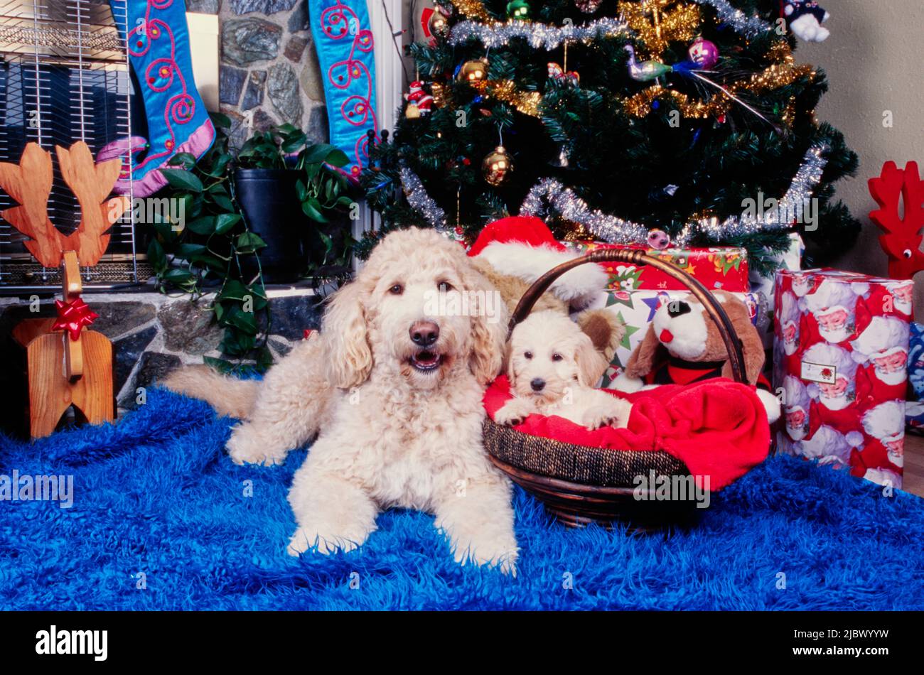 Un Labradoodle e un cucciolo Labradoodle sotto un albero di Natale Foto Stock
