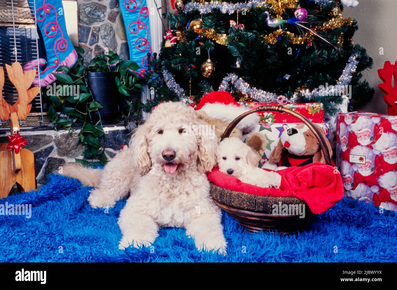 Un Labradoodle e un cucciolo Labradoodle sotto un albero di Natale Foto Stock