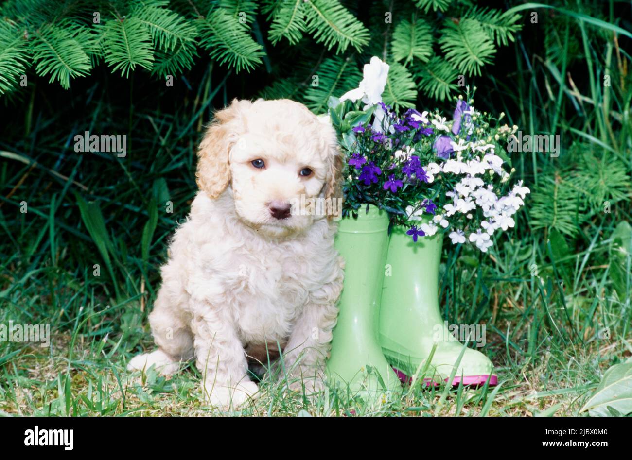 Un cucciolo di Labradoodle accanto a un paio di stivali da pioggia pieni di fiori Foto Stock