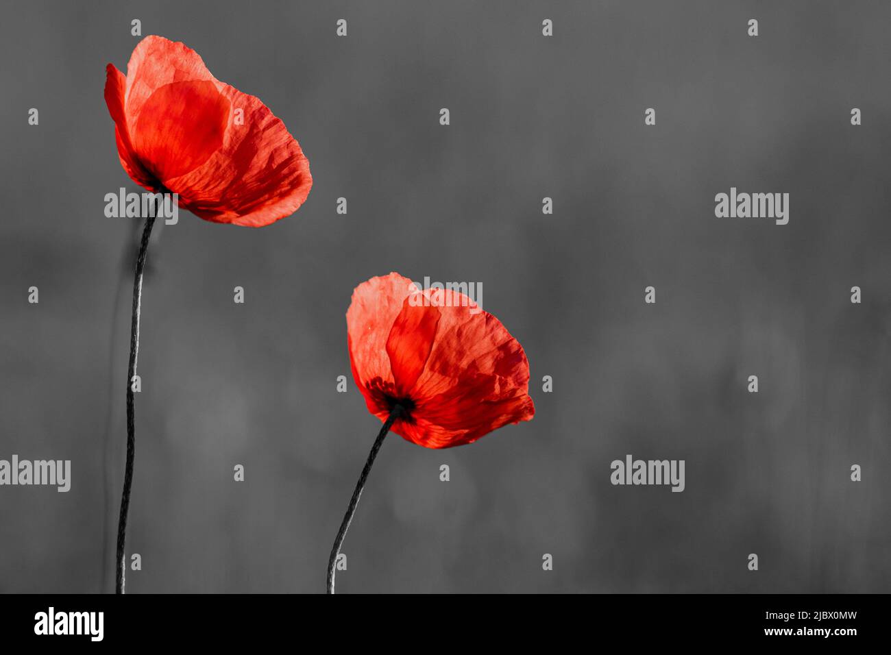 Papaveri rossi su sfondo bianco e nero. Fiori papaveri fioriscono su campo selvaggio. Concetto di giorno della memoria. Poster a tema del giorno di ricordo orizzontale, gr Foto Stock