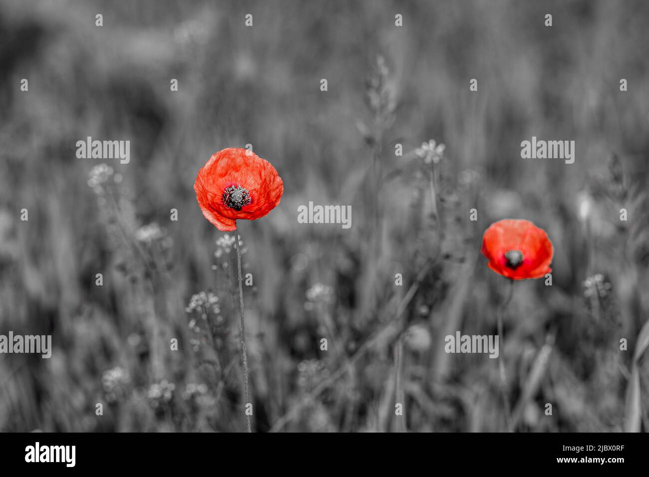 Papaveri rossi su sfondo bianco e nero. Fiori papaveri fioriscono su campo selvaggio. Concetto di giorno della memoria. Poster a tema del giorno di ricordo orizzontale, gr Foto Stock