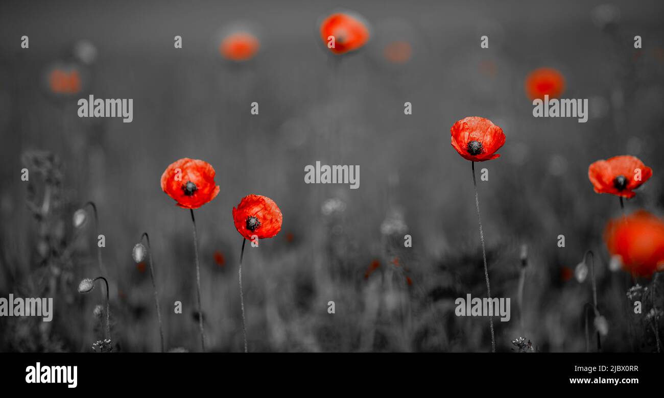 Papaveri rossi su sfondo bianco e nero. Fiori papaveri fioriscono su campo selvaggio. Concetto di giorno della memoria. Poster a tema del giorno di ricordo orizzontale, gr Foto Stock