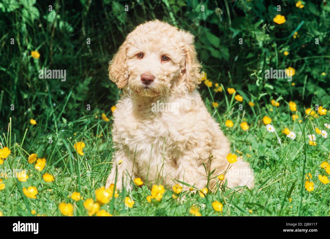 Un cucciolo di Labradoodle sull'erba Foto Stock