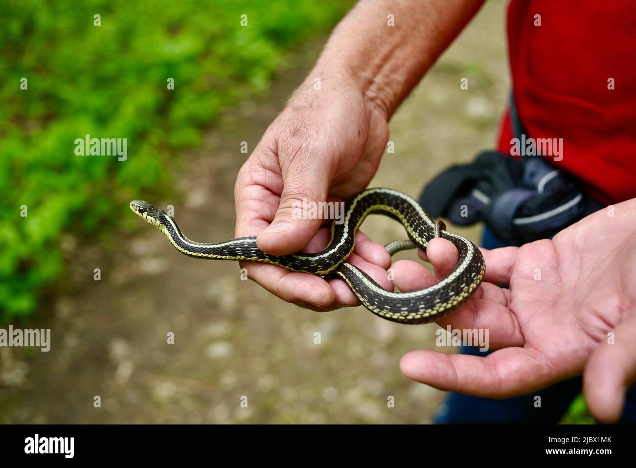 Maschio escursionista che tiene piccoli serpenti garter trovato su Ice Age National Scenic Trail, Elkhart Lake, Wisconsin, USA Foto Stock