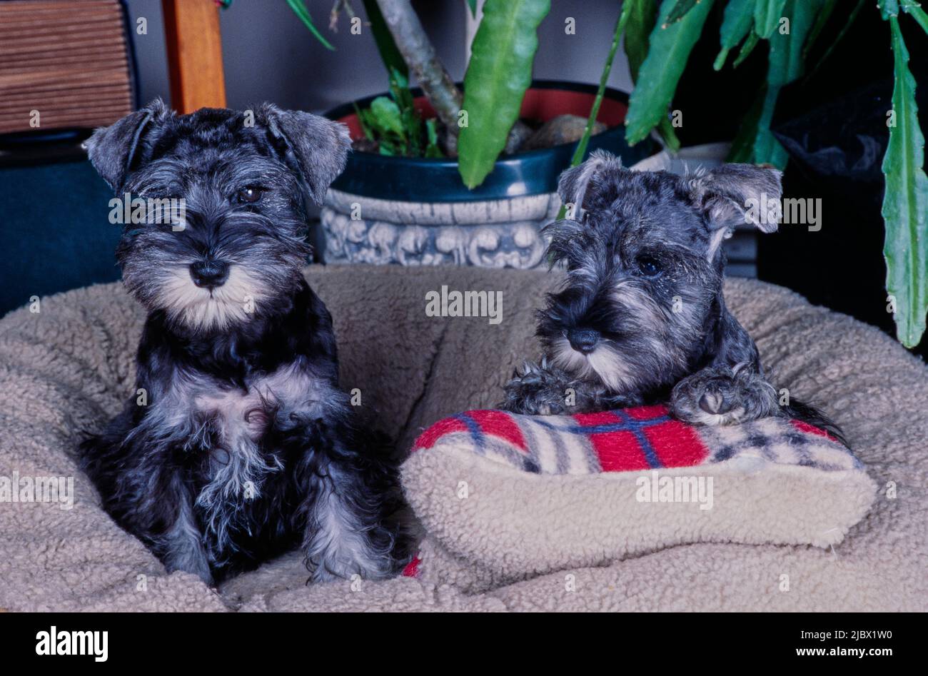 Schnauzers in un letto per cani Foto Stock