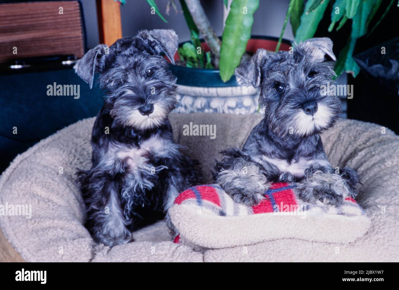 Schnauzers in un letto per cani Foto Stock