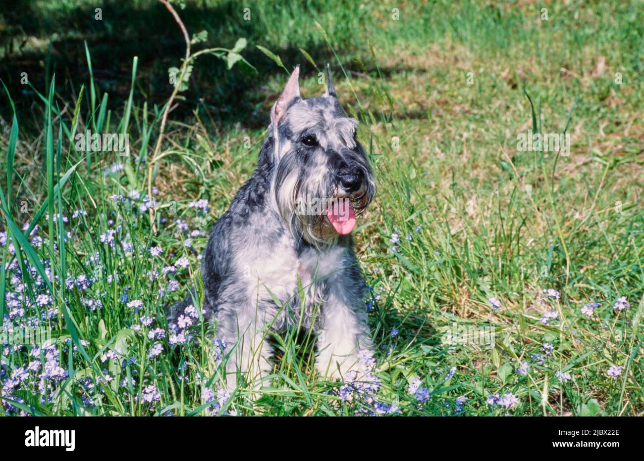 Un schnauzer in erba Foto Stock