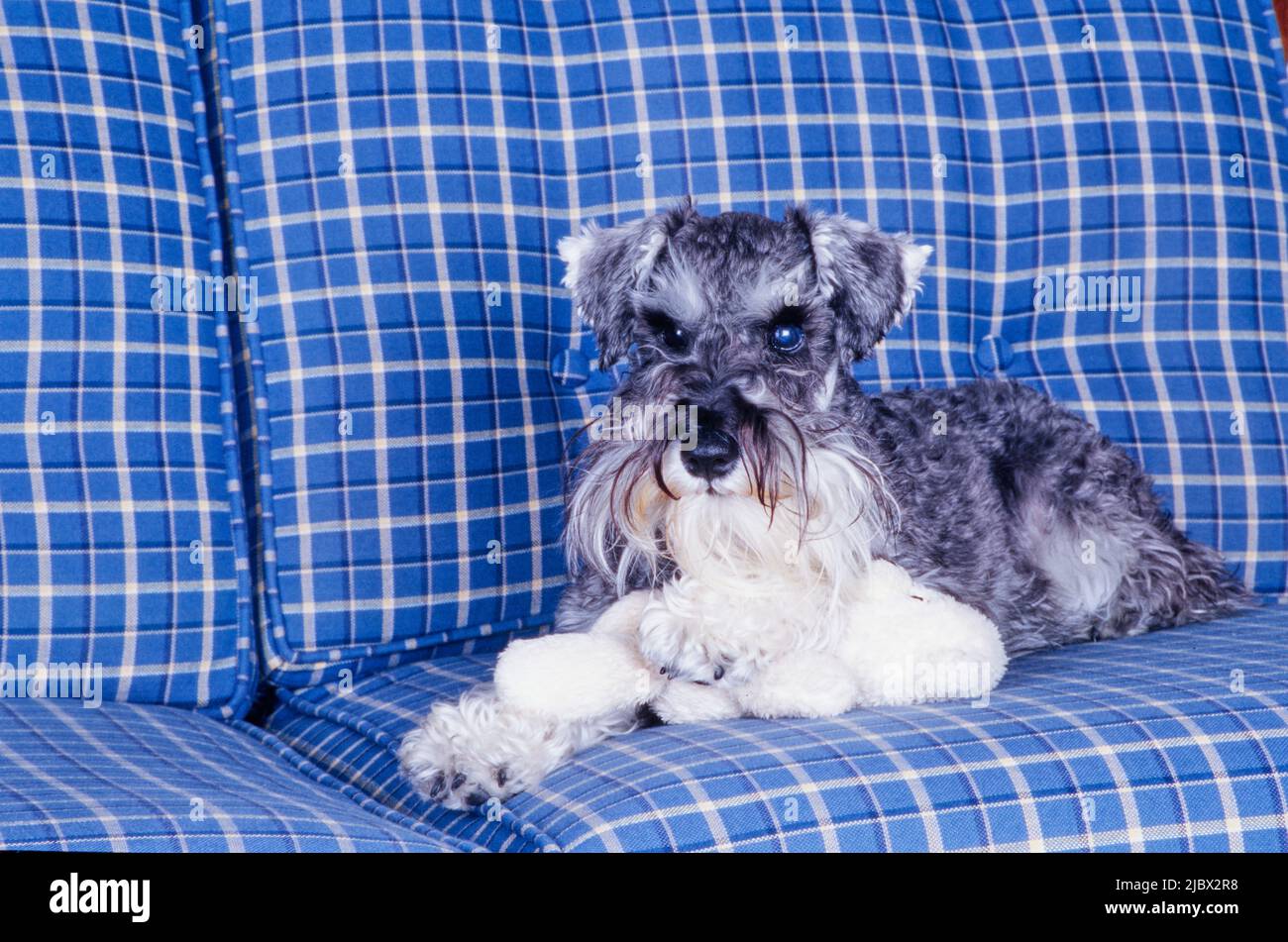 Uno schnauzer su un divano con un giocattolo Foto Stock