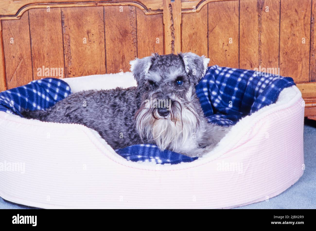 Schnauzer in un letto per cani Foto Stock