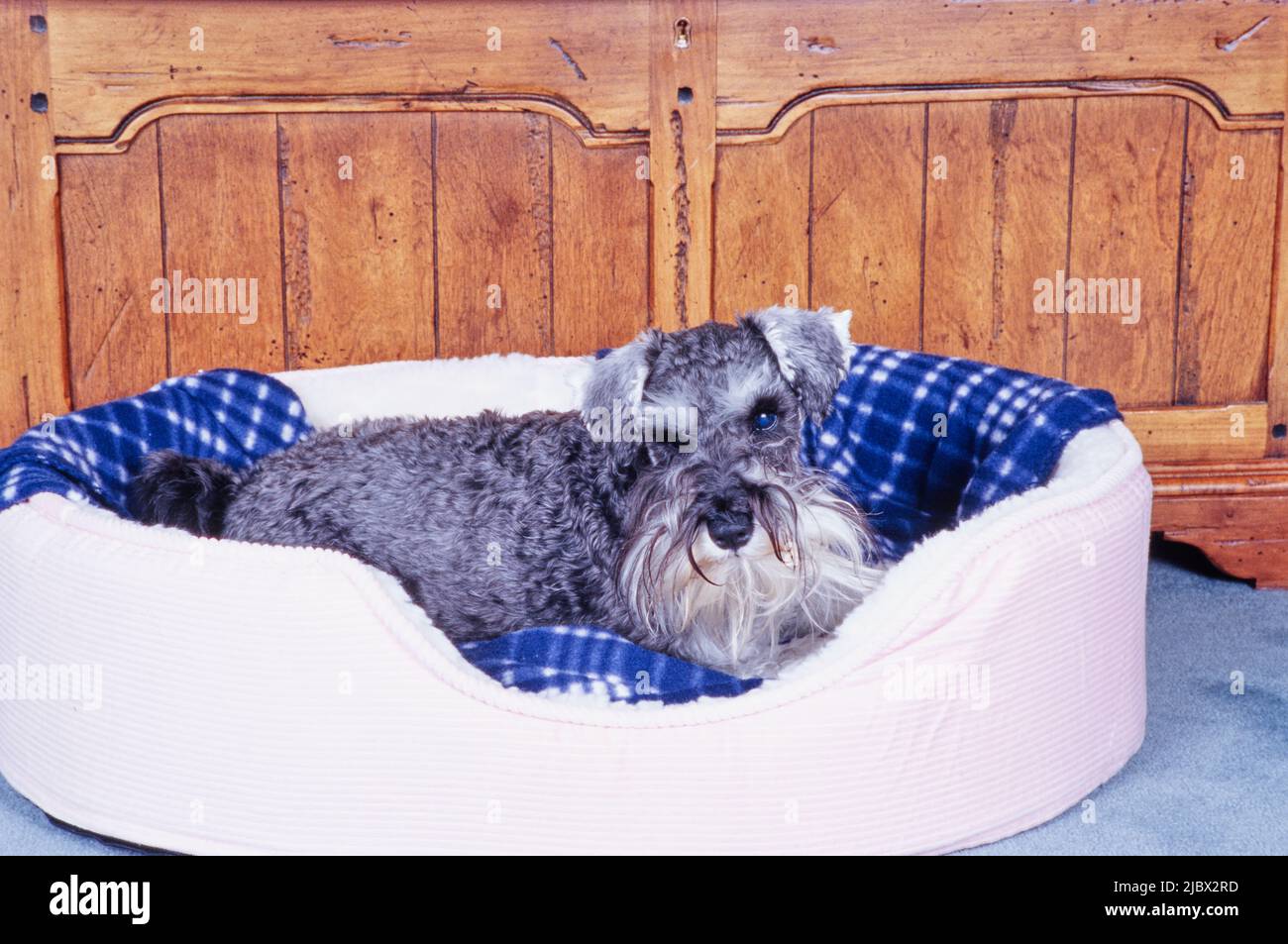 Schnauzer in un letto per cani Foto Stock