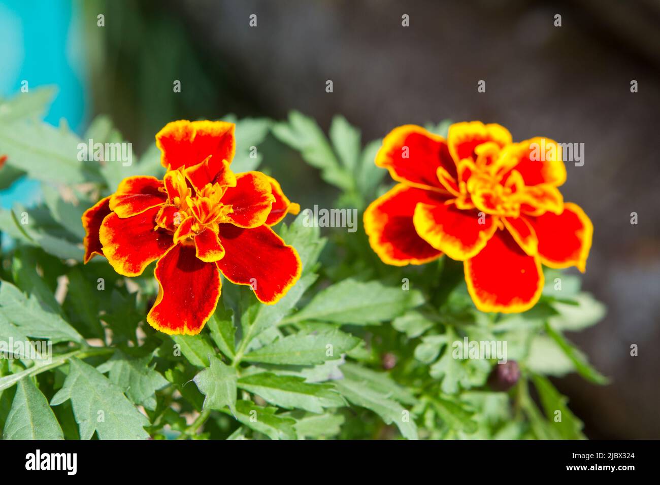 Una foto orizzontale di due Safari Scarlet Marigold francese fiori in una giornata di sole, pronti per la piantagione in giardino. Foto Stock