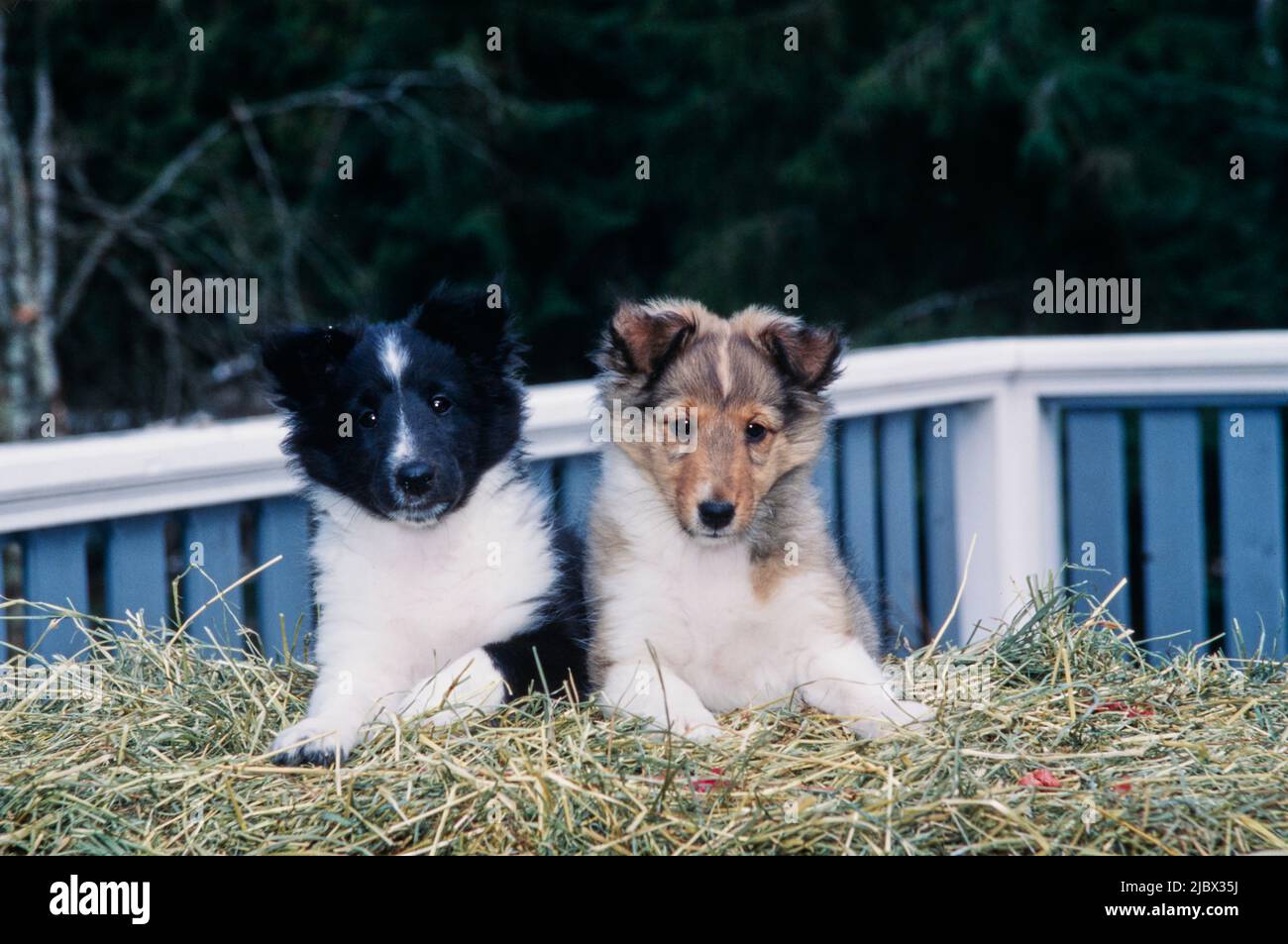 Due cuccioli di sheltie su una balla di fieno Foto Stock
