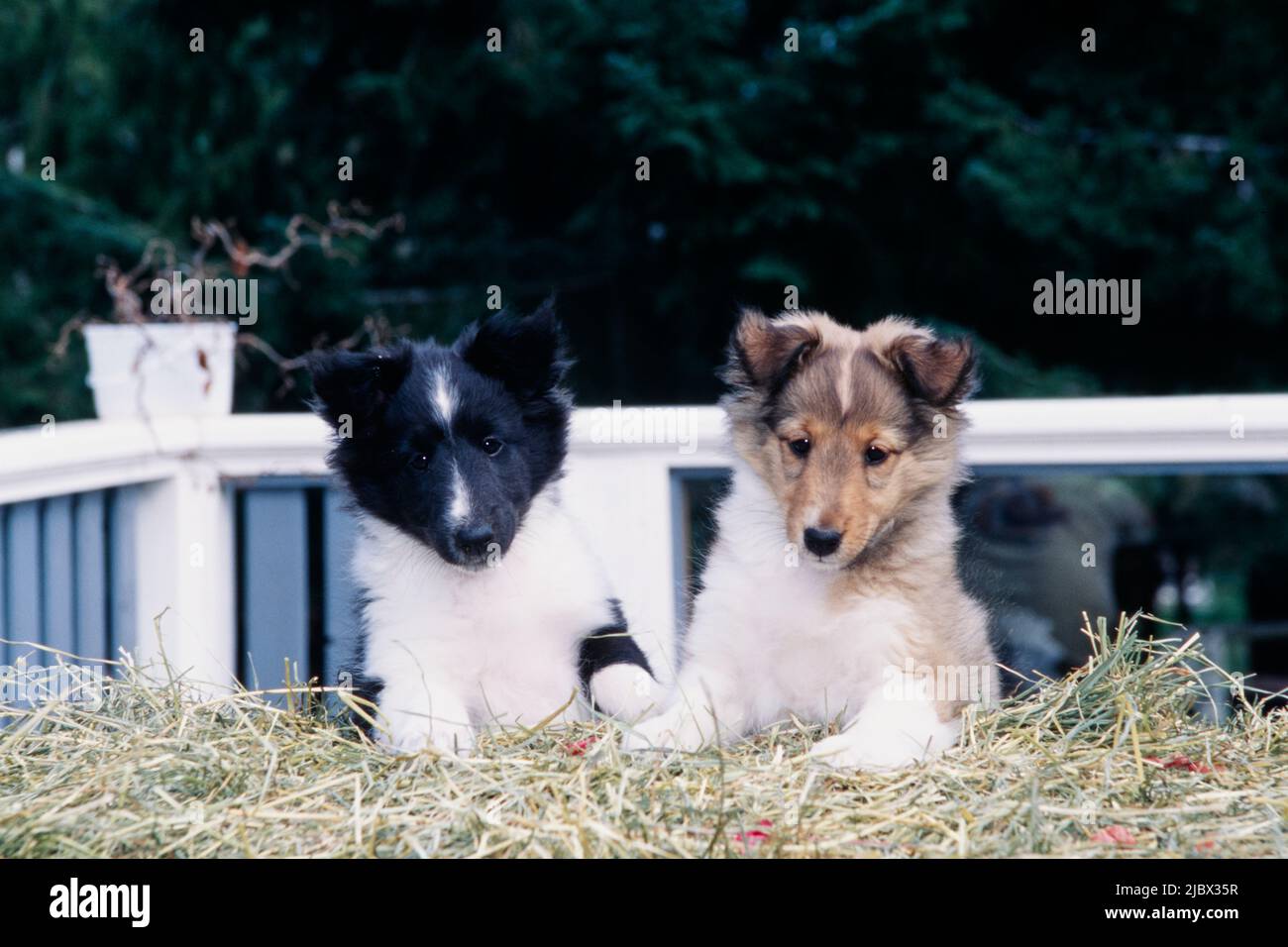 Due cuccioli di sheltie su una balla di fieno Foto Stock