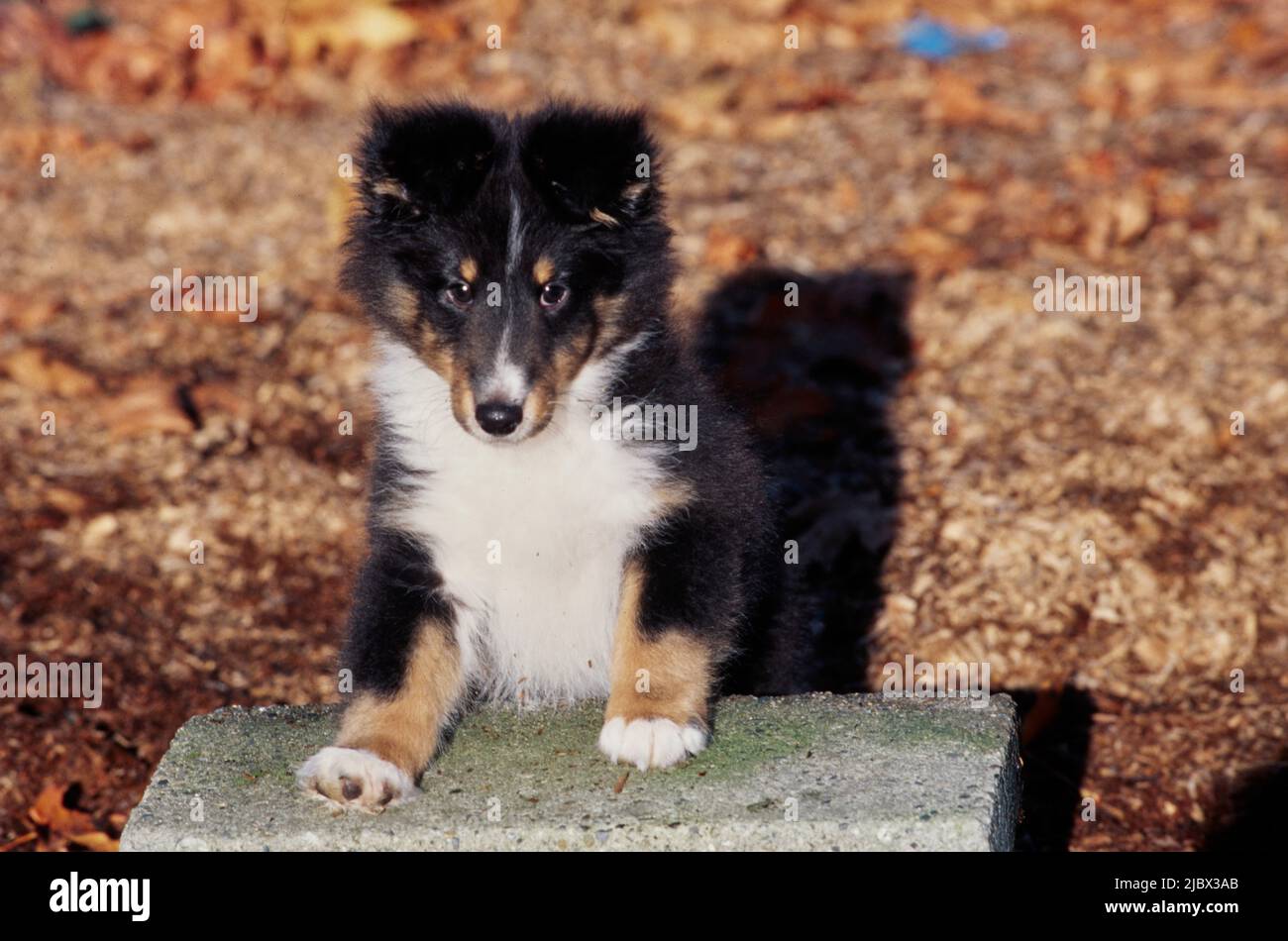 Un cucciolo di sheltie su un blocco di scorie Foto Stock