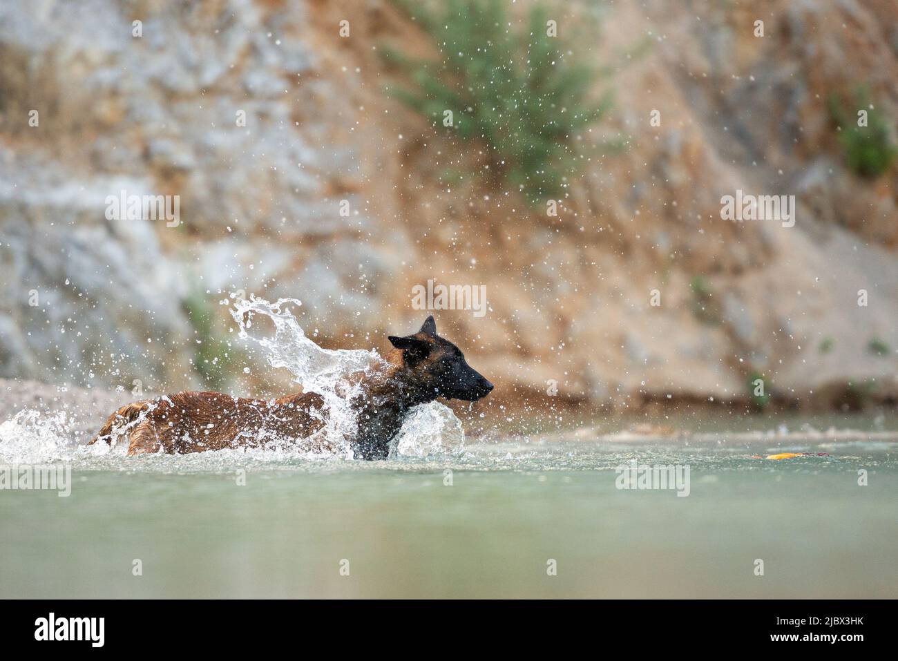 Cane pastore malinois belga che corre nel lago dopo un giocattolo che spruzzi l'acqua tutto intorno a lei. Foto Stock