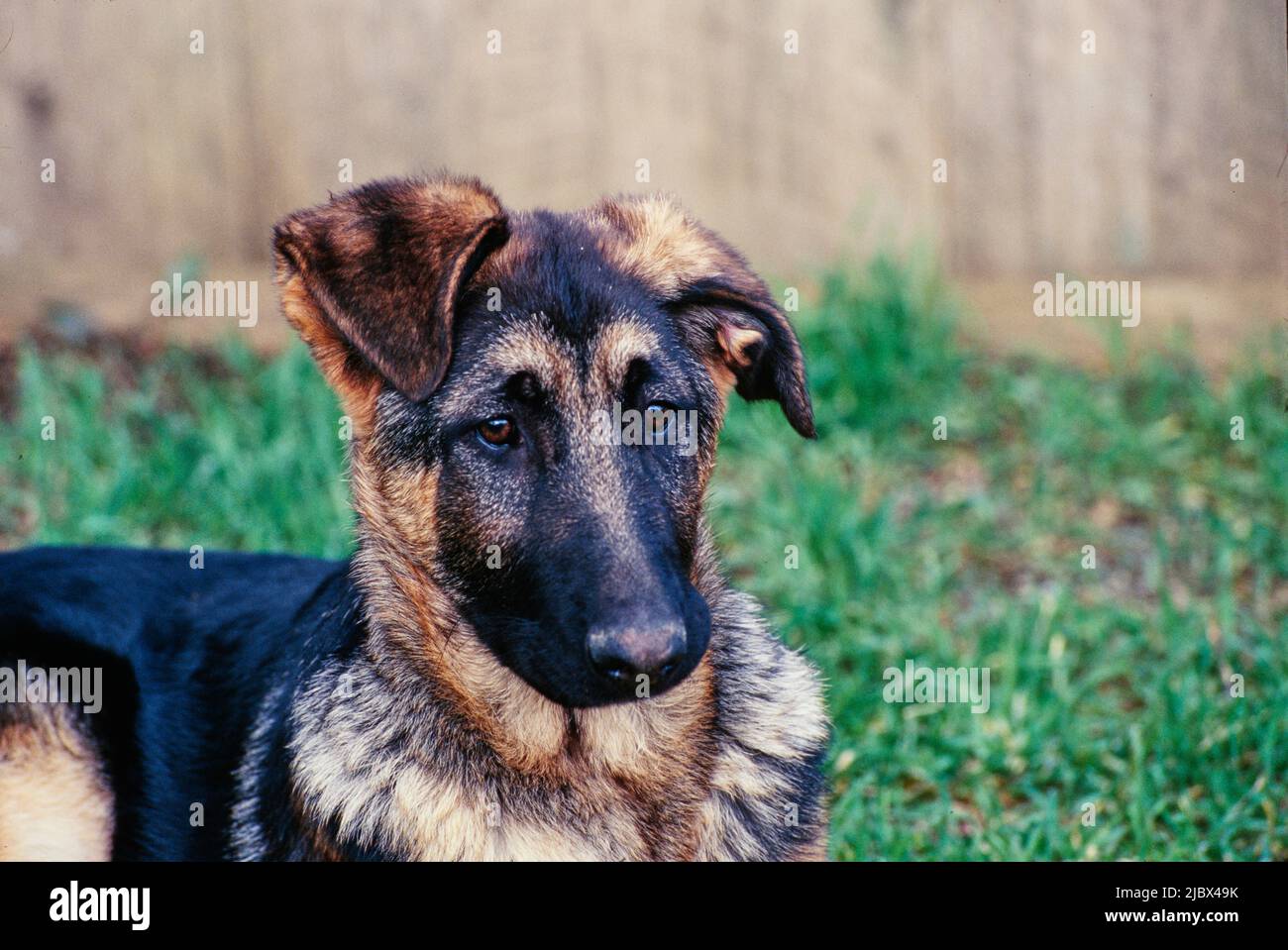 Primo piano di un cucciolo di pastore tedesco Foto Stock