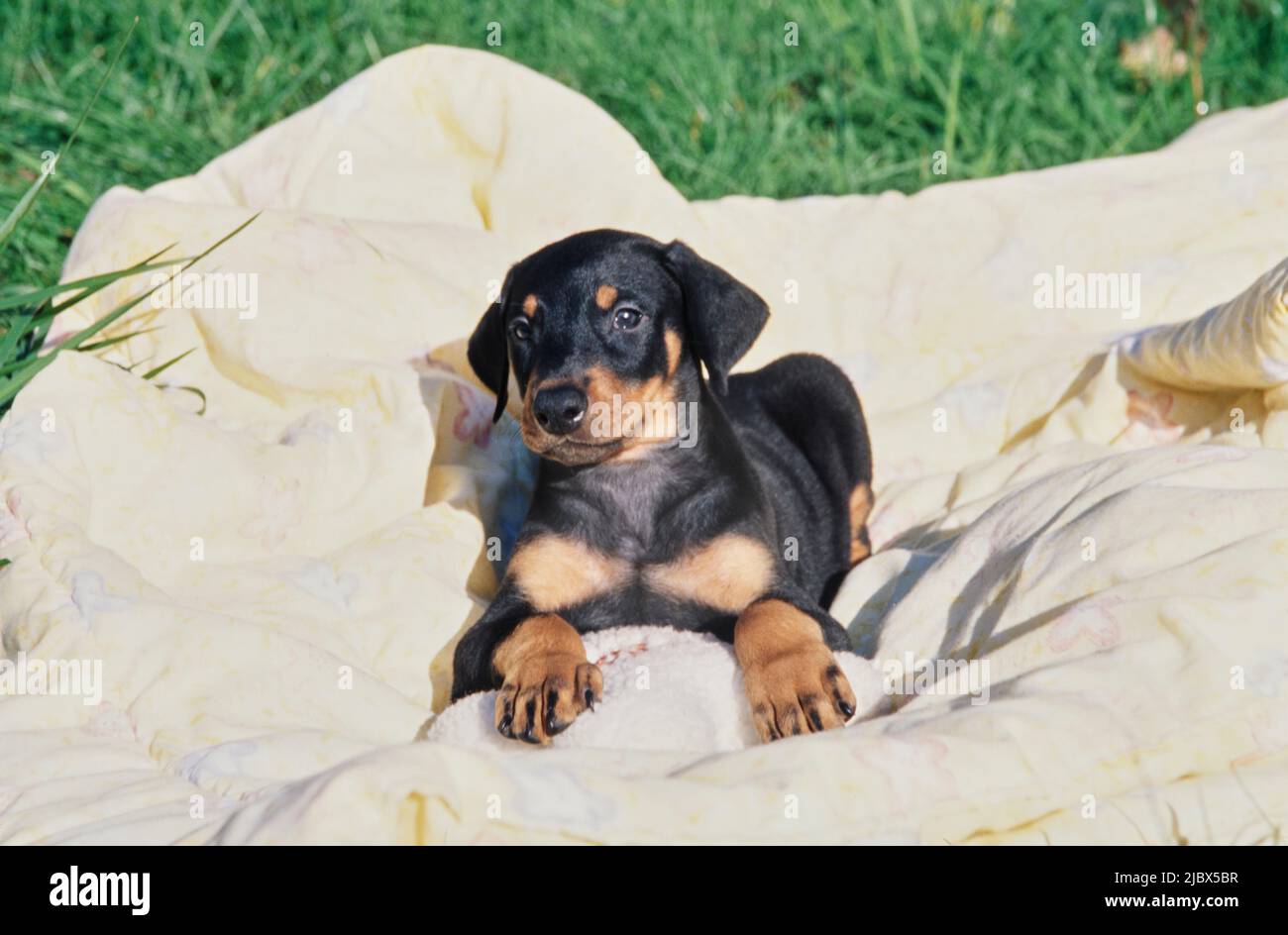 Un cucciolo di Doberman adagiato su una coperta gialla Foto Stock