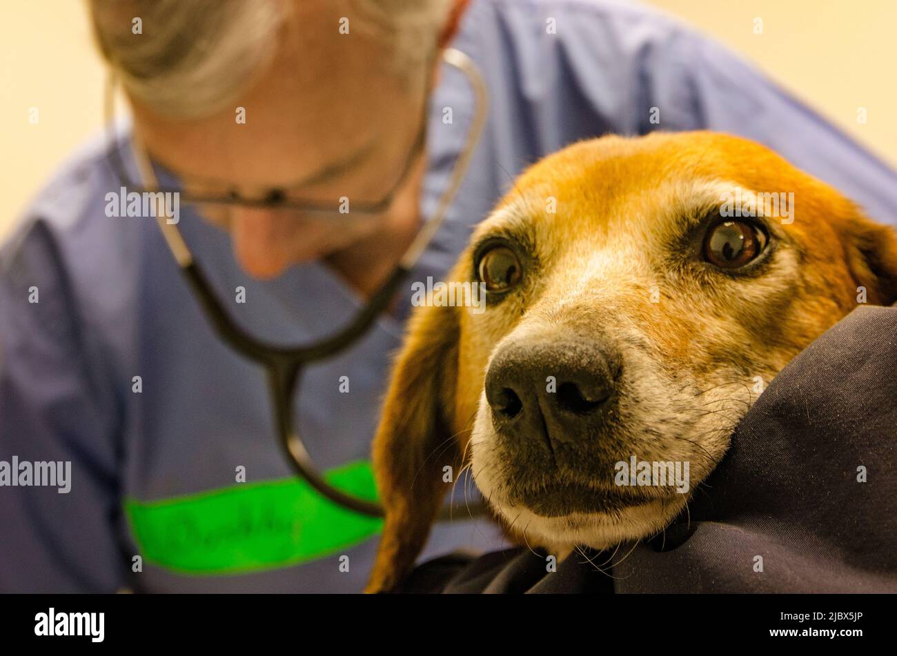 Un cane spaventato è esaminato da un veterinario, 7 dicembre 2011, a Macon, Mississippi. Il cane era uno dei 106 salvati da una casa. Foto Stock